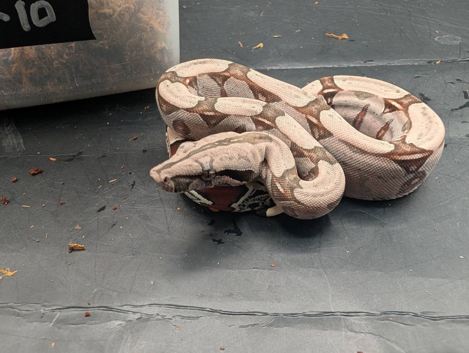 animal image