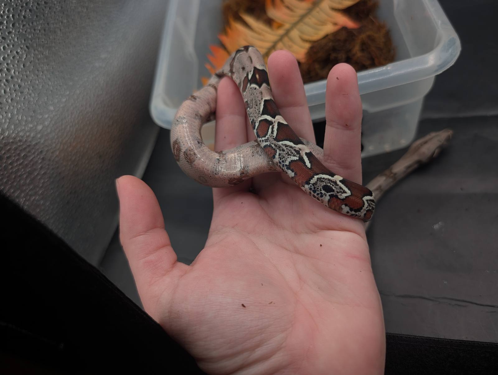 animal image