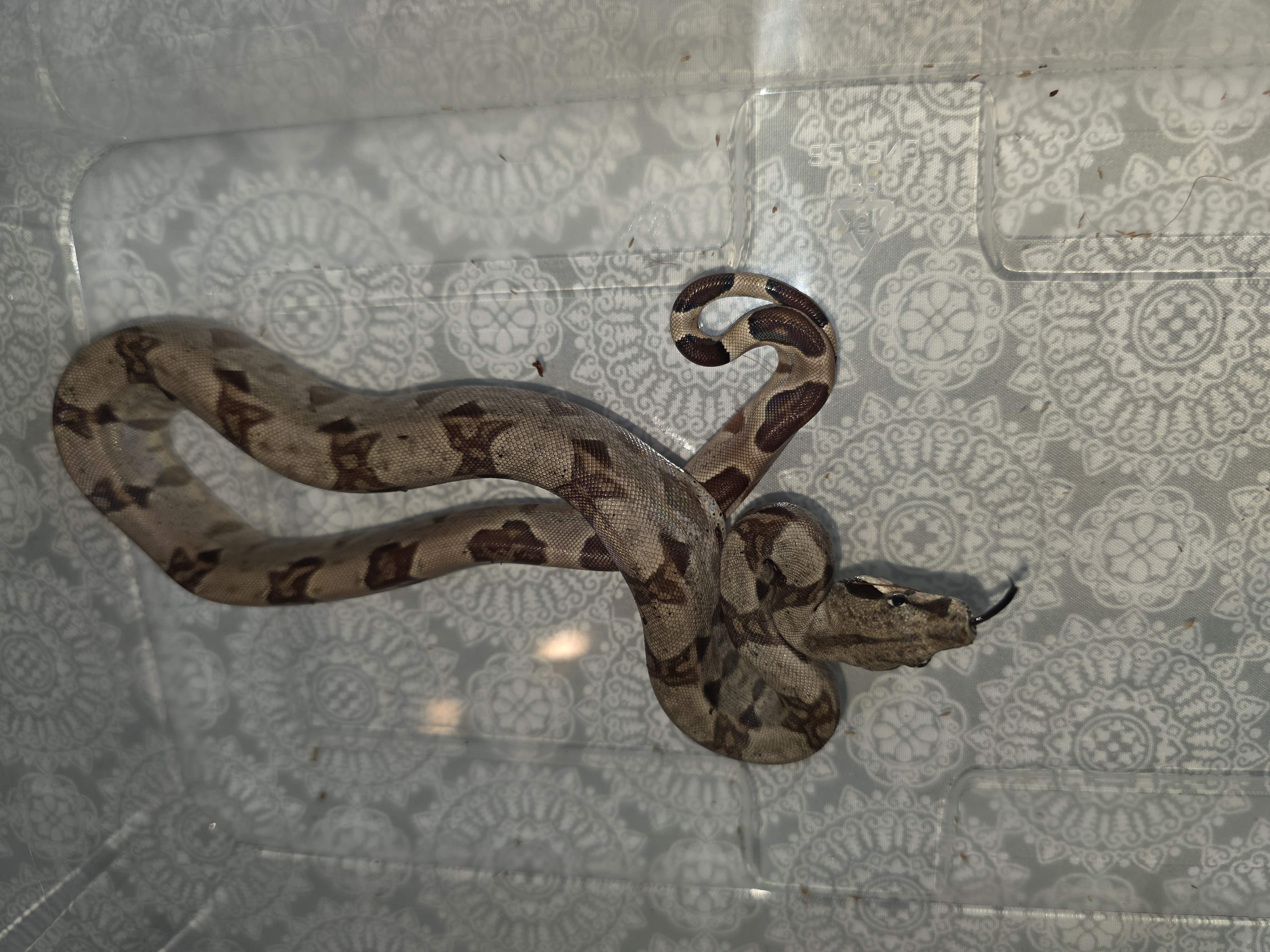 animal image