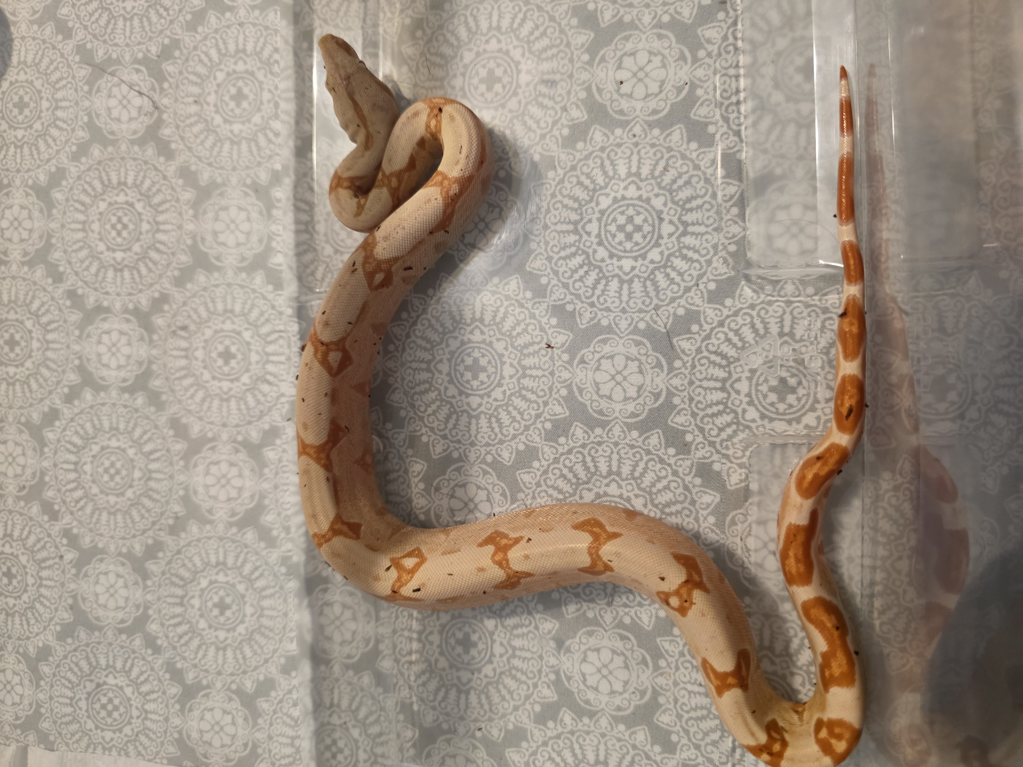 animal image