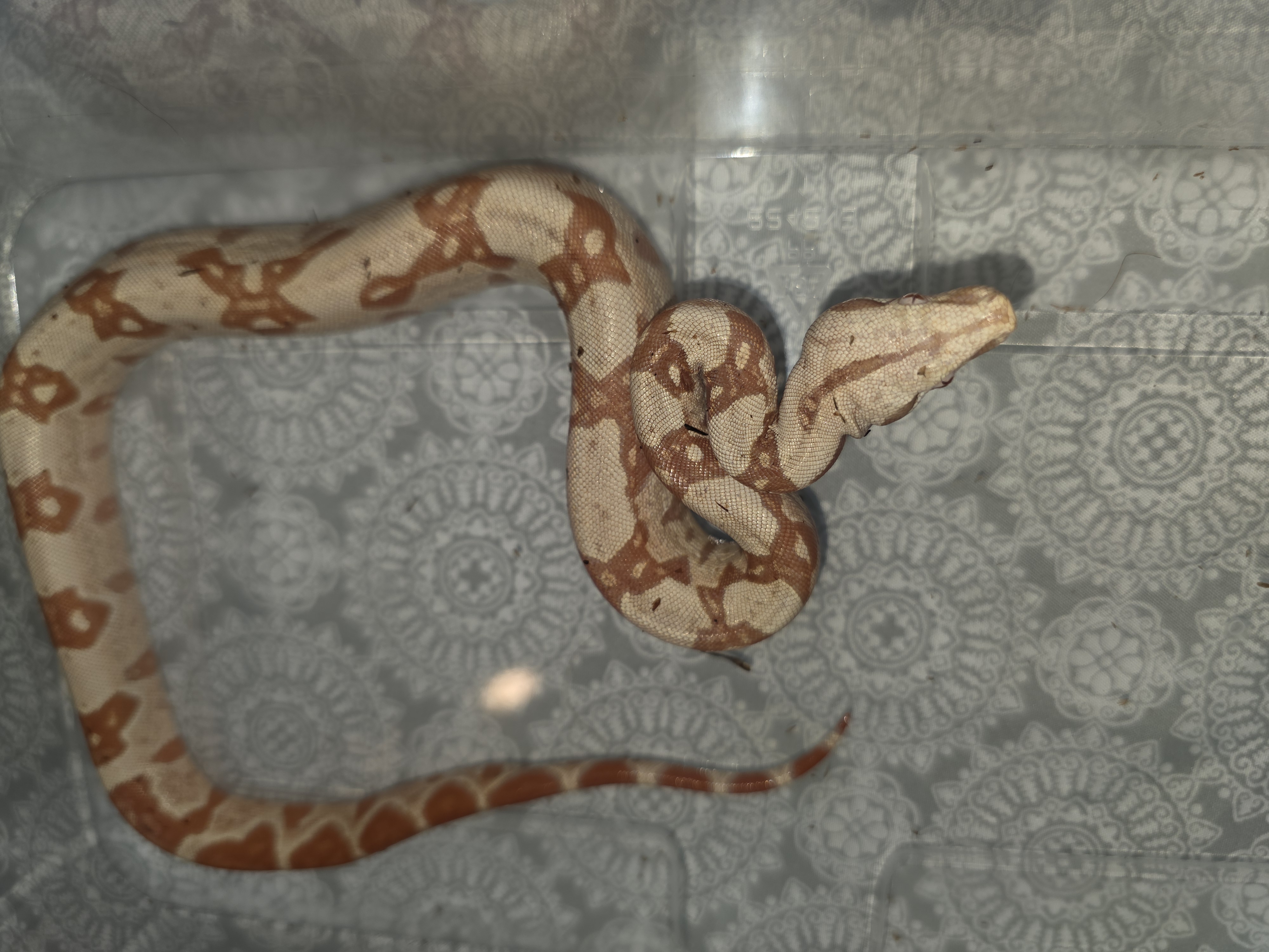 animal image
