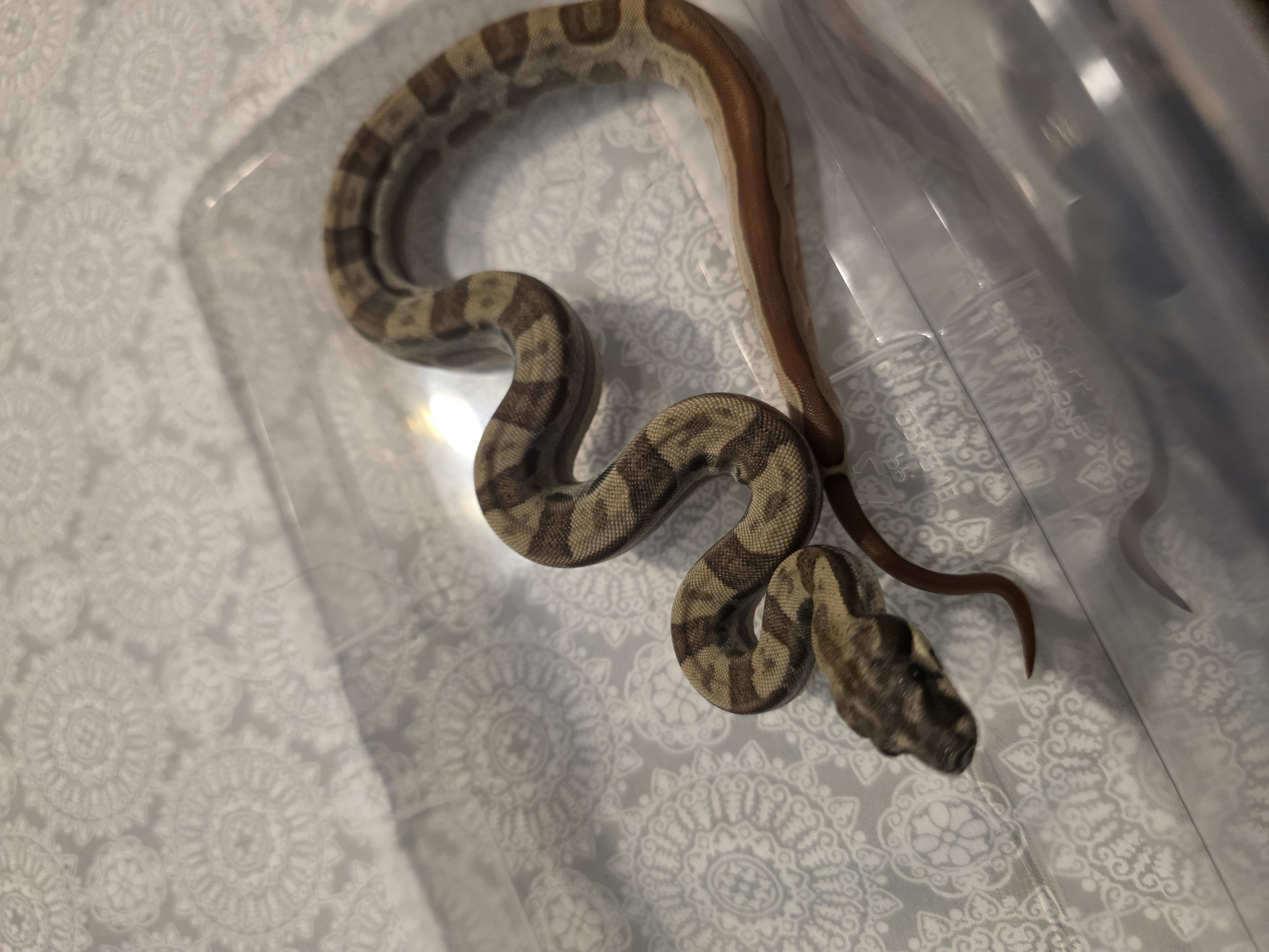 animal image