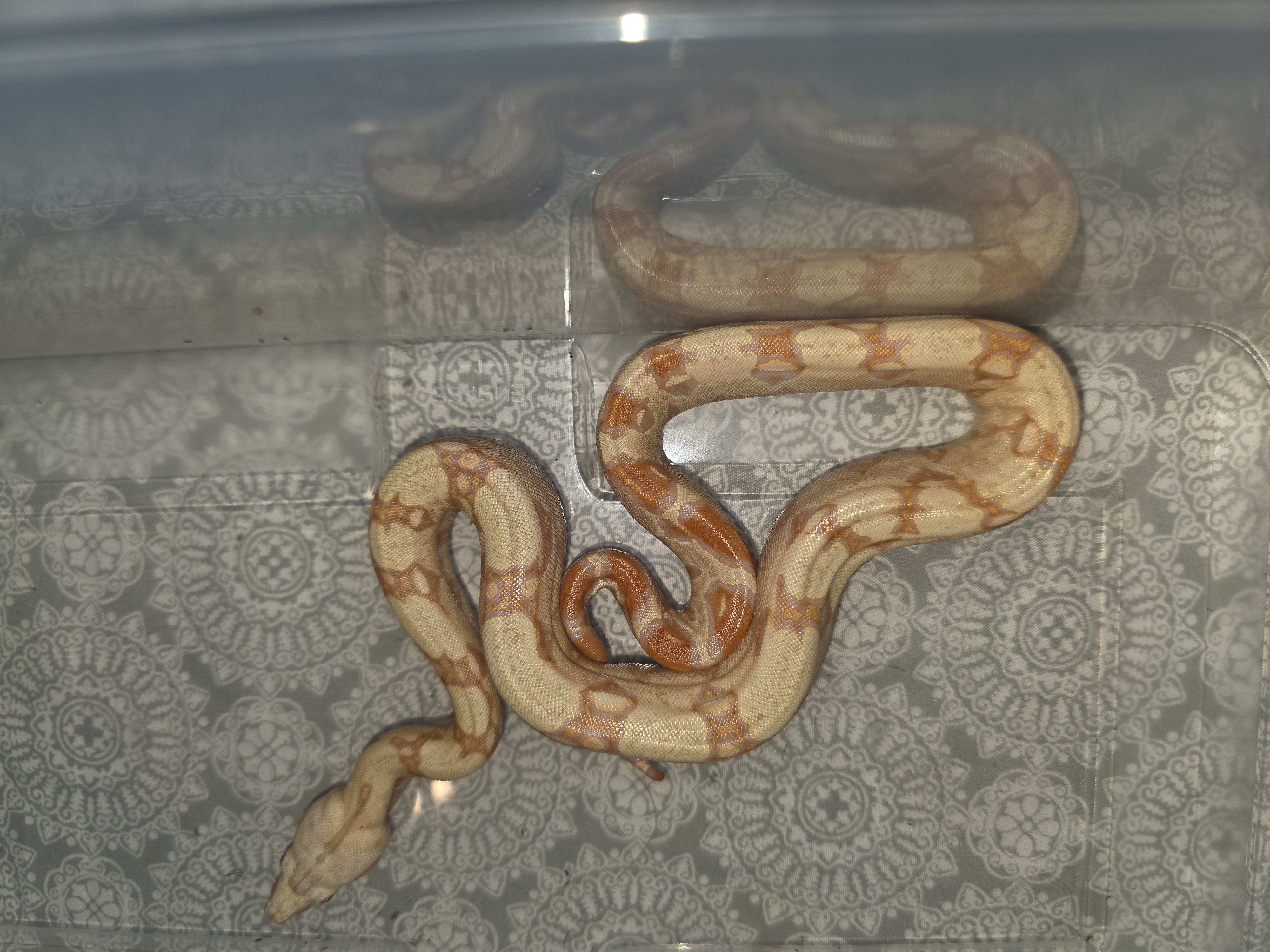 animal image