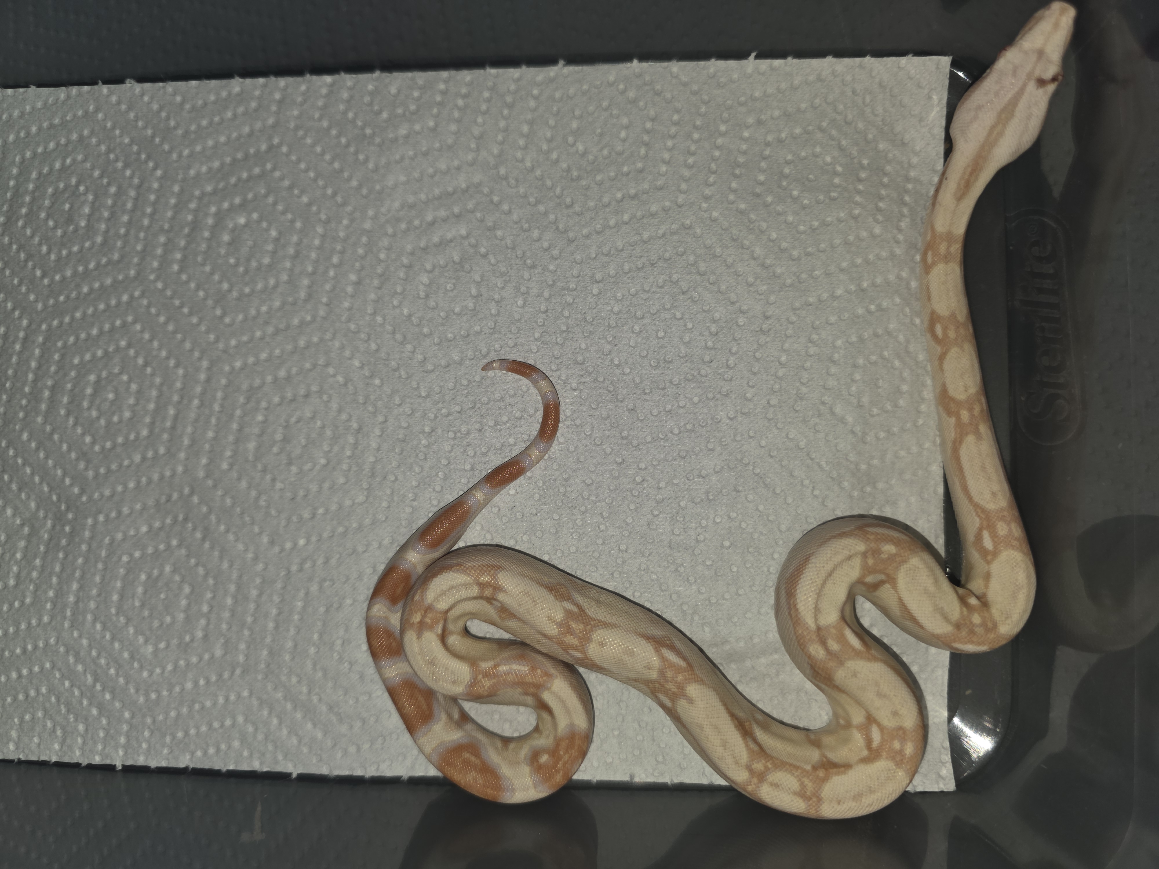 animal image