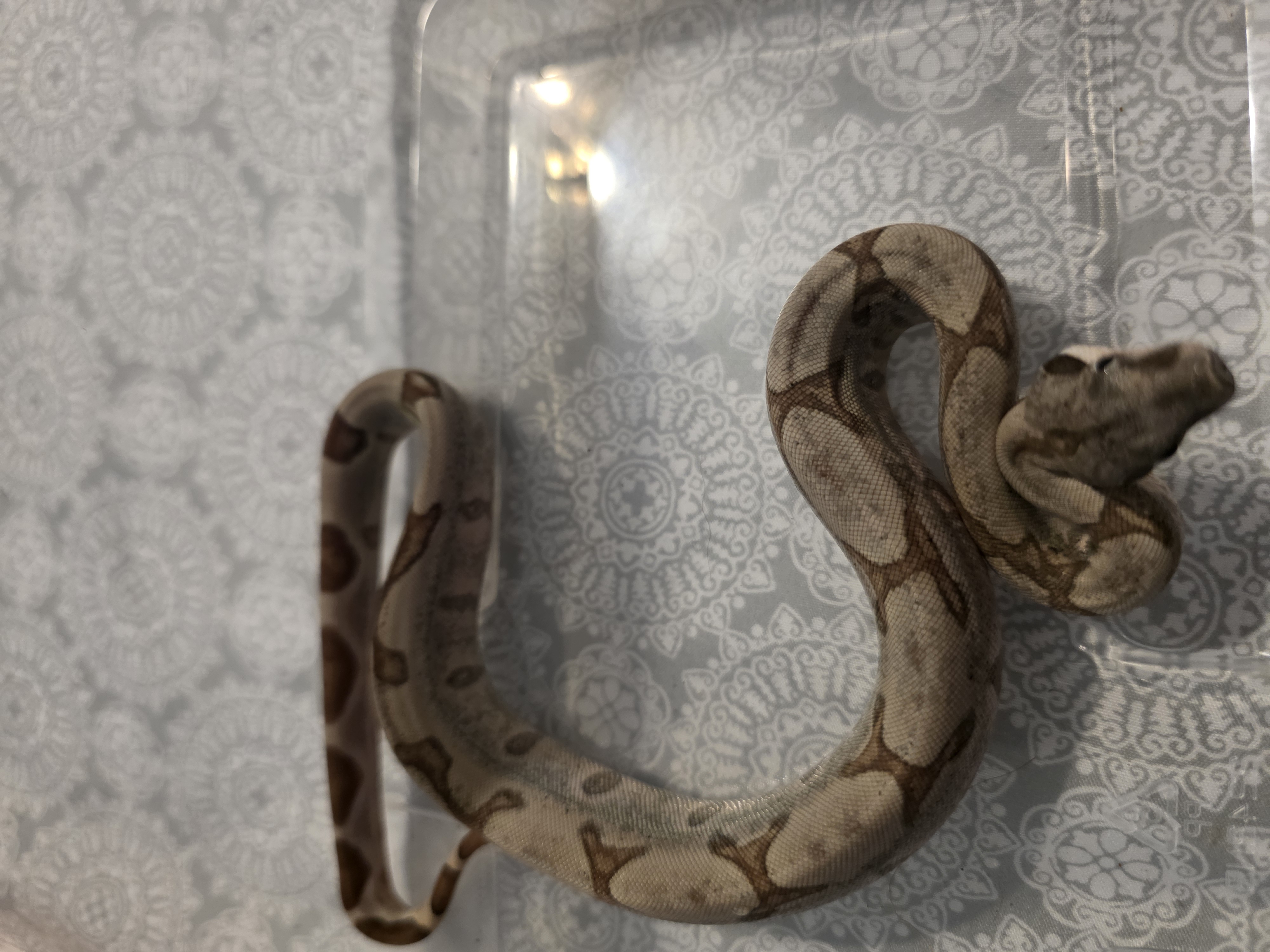 animal image