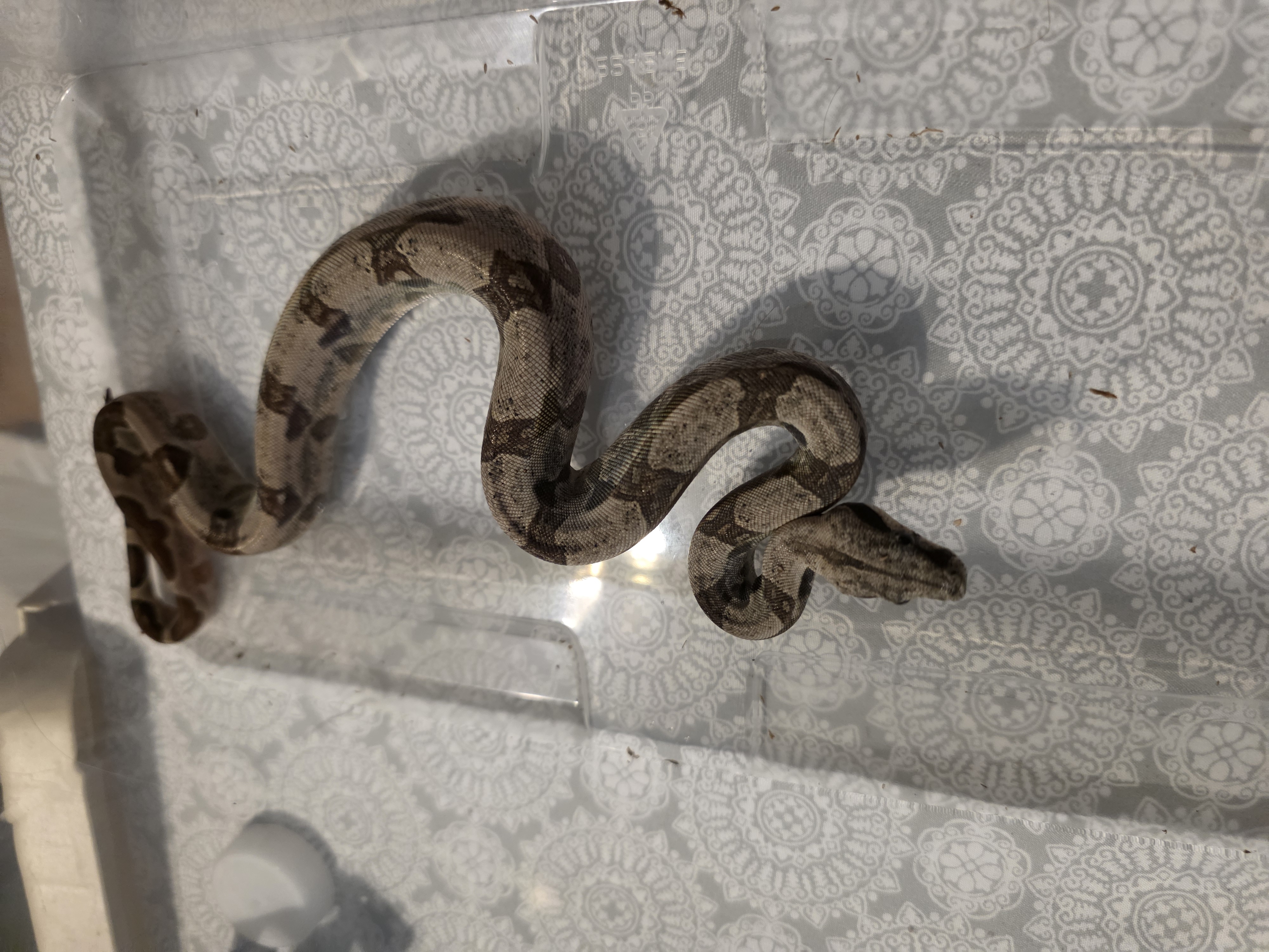 animal image