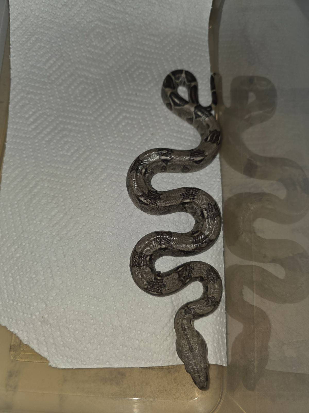 animal image