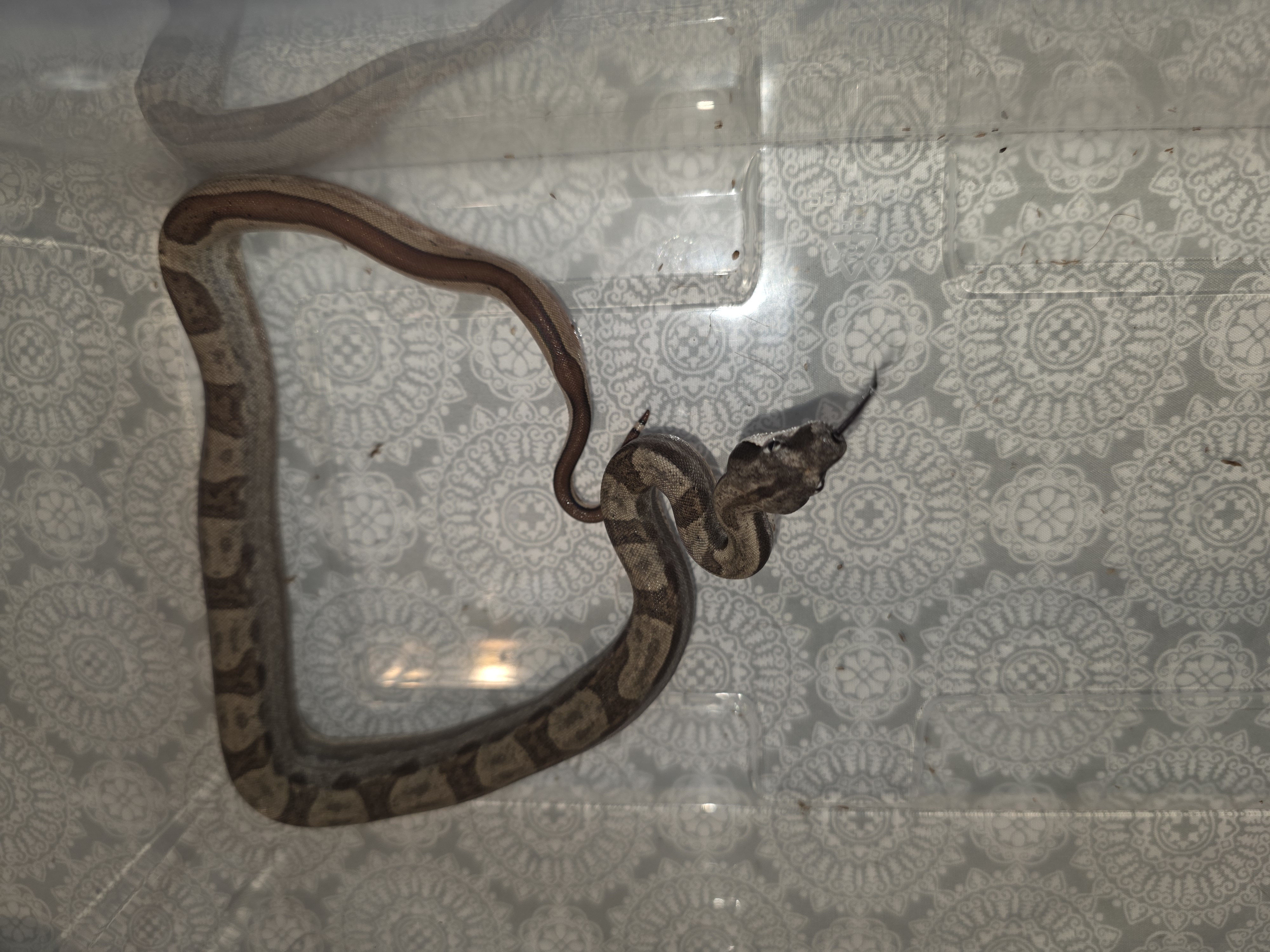 animal image