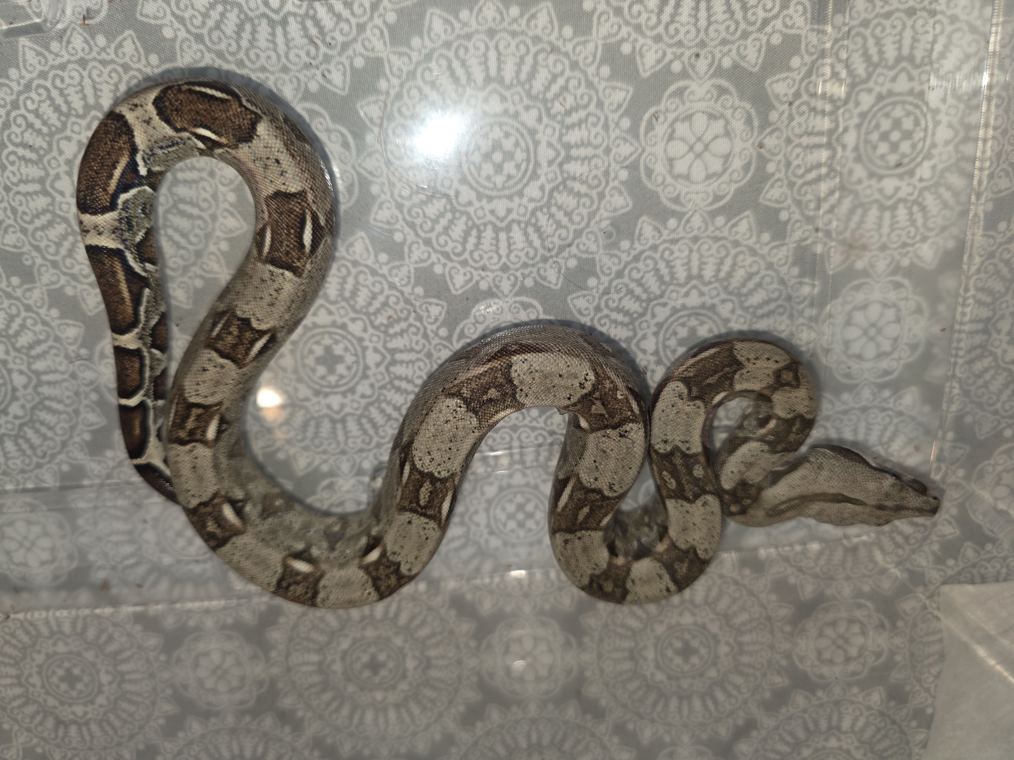 animal image