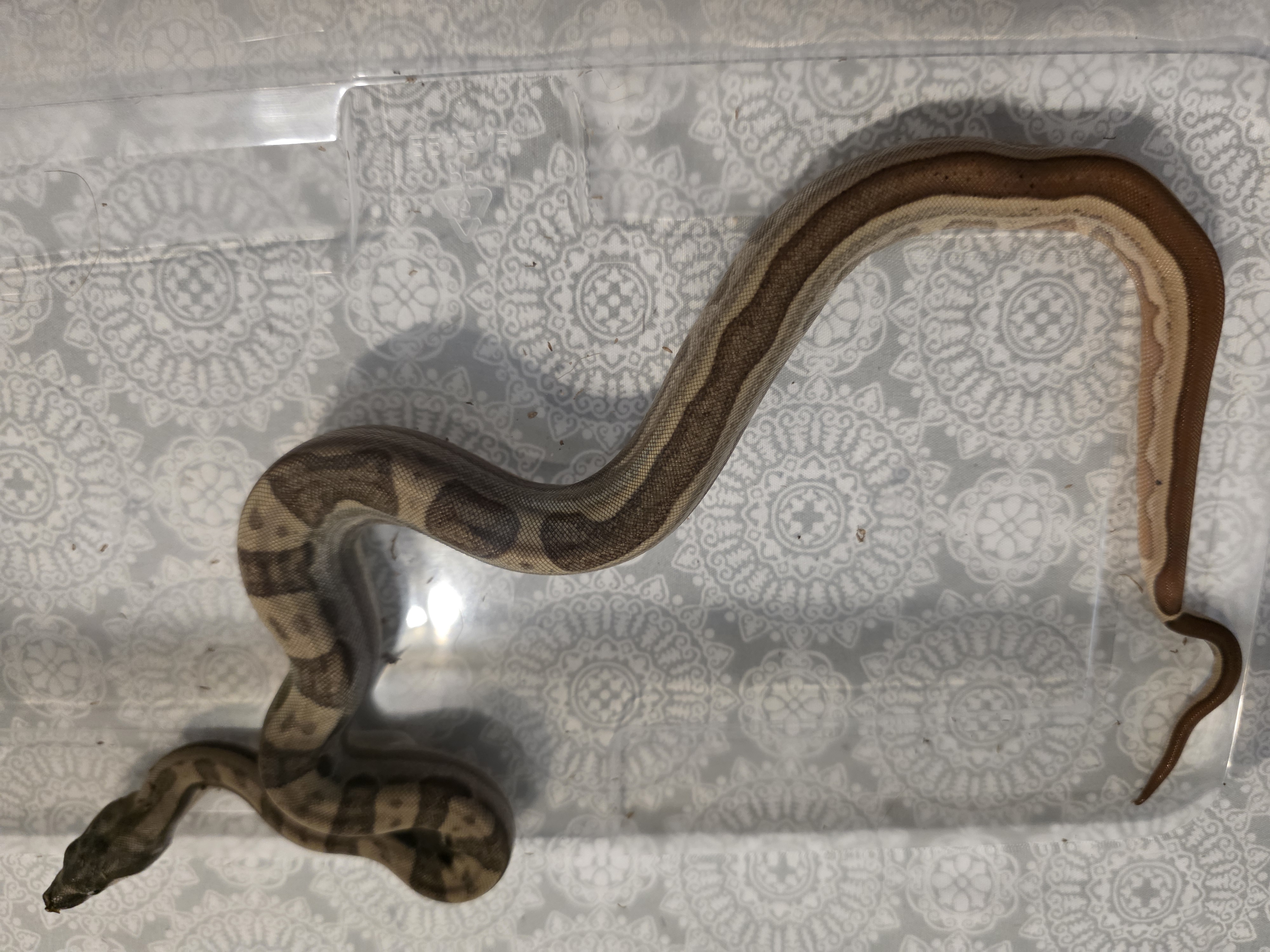 animal image