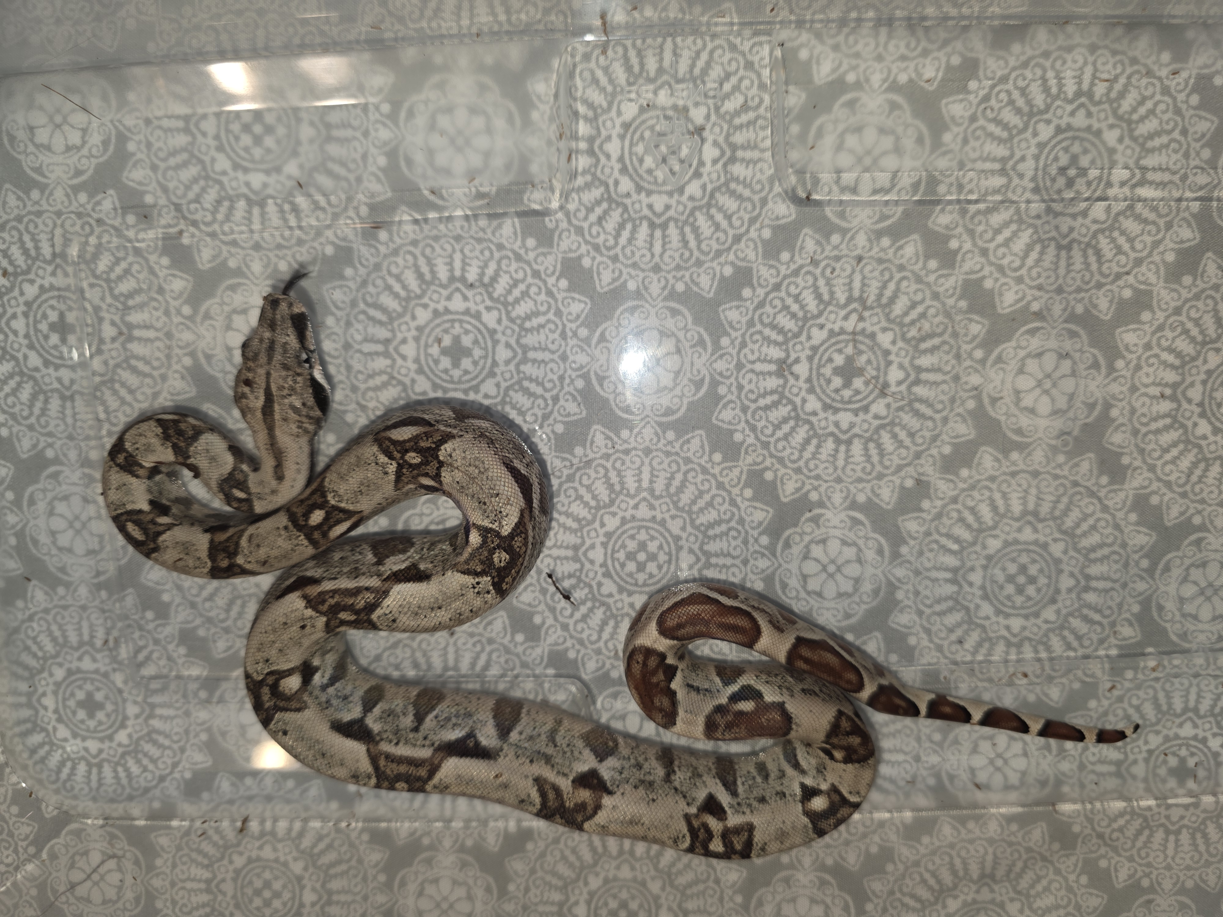 animal image