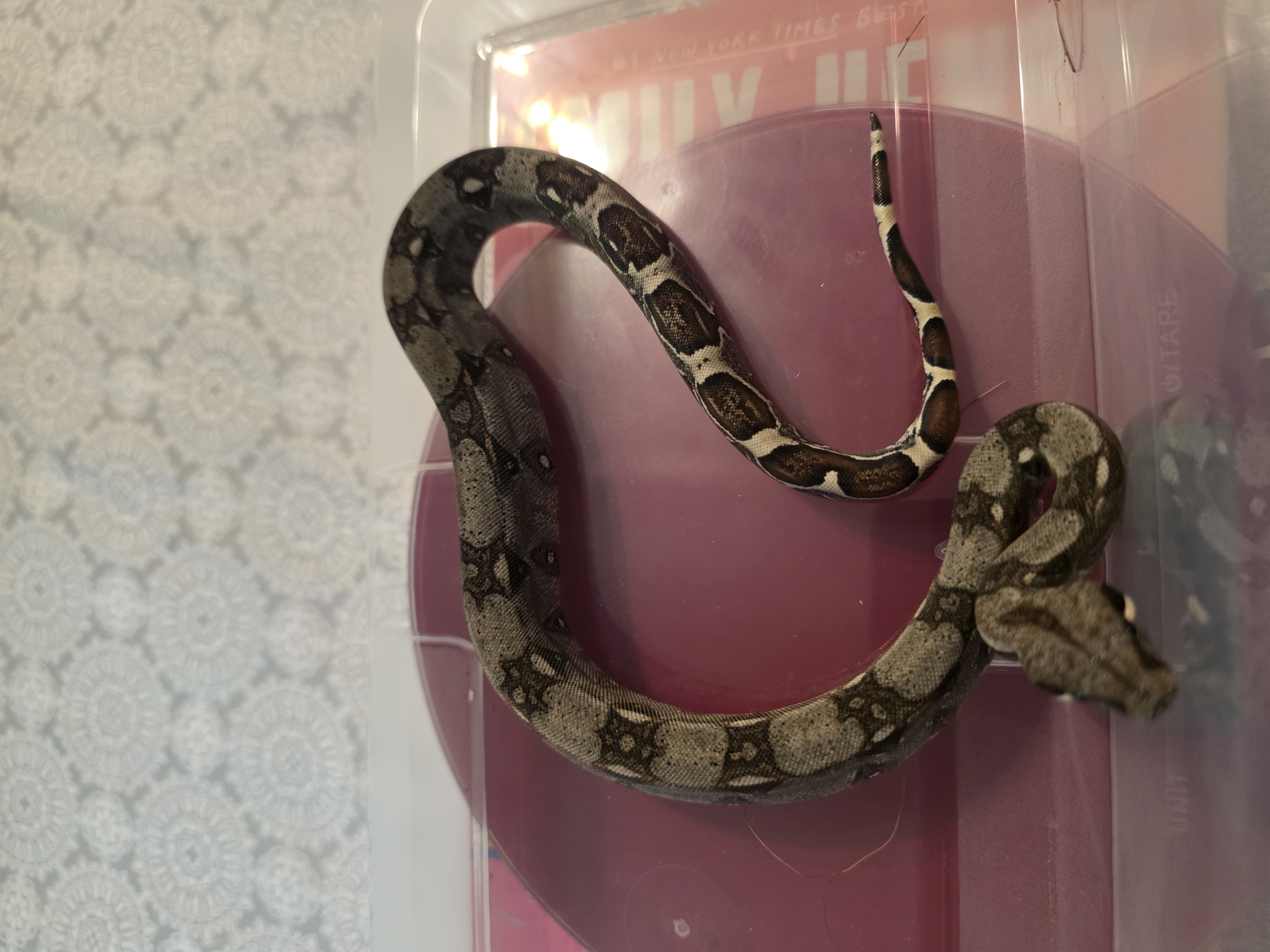 animal image