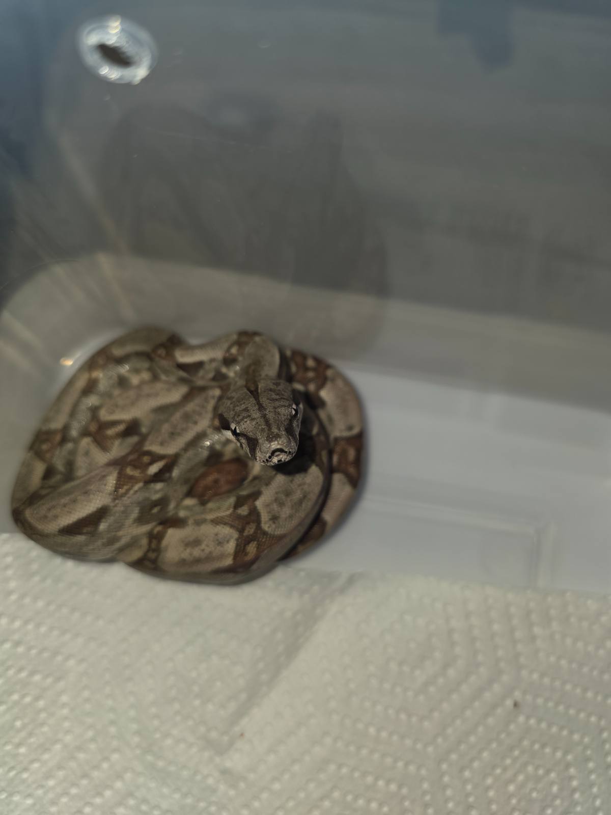 animal image