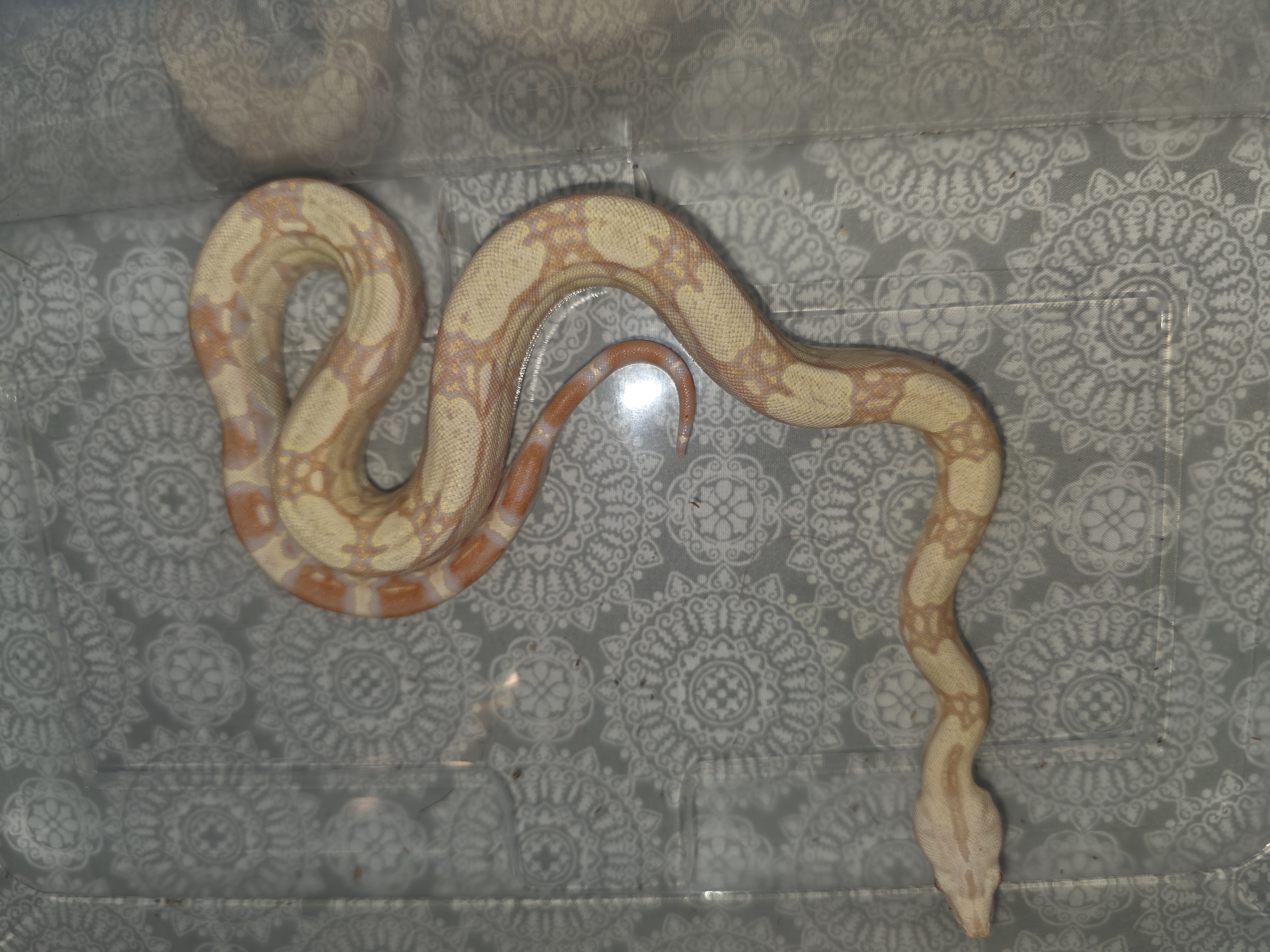 animal image