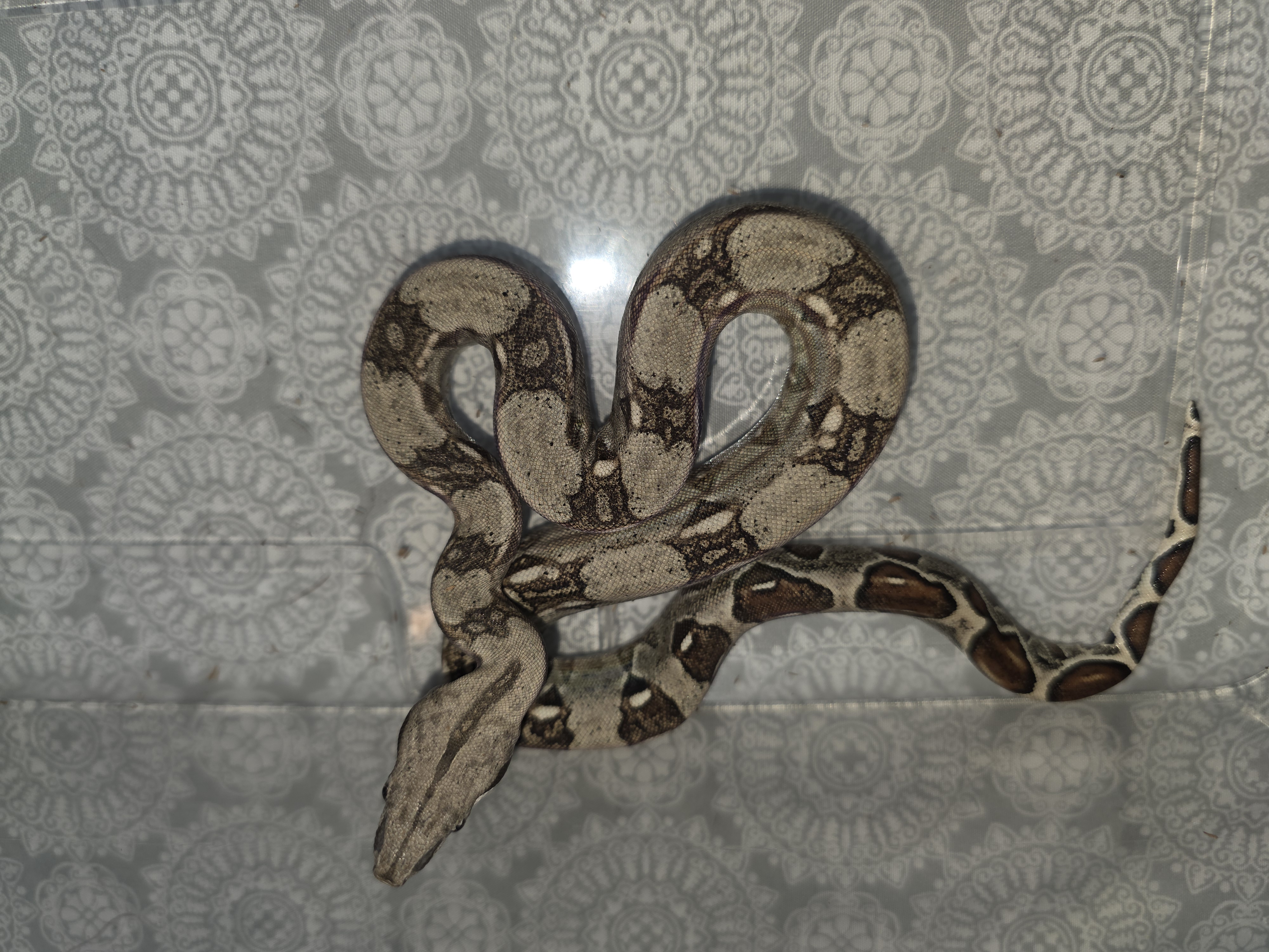 animal image