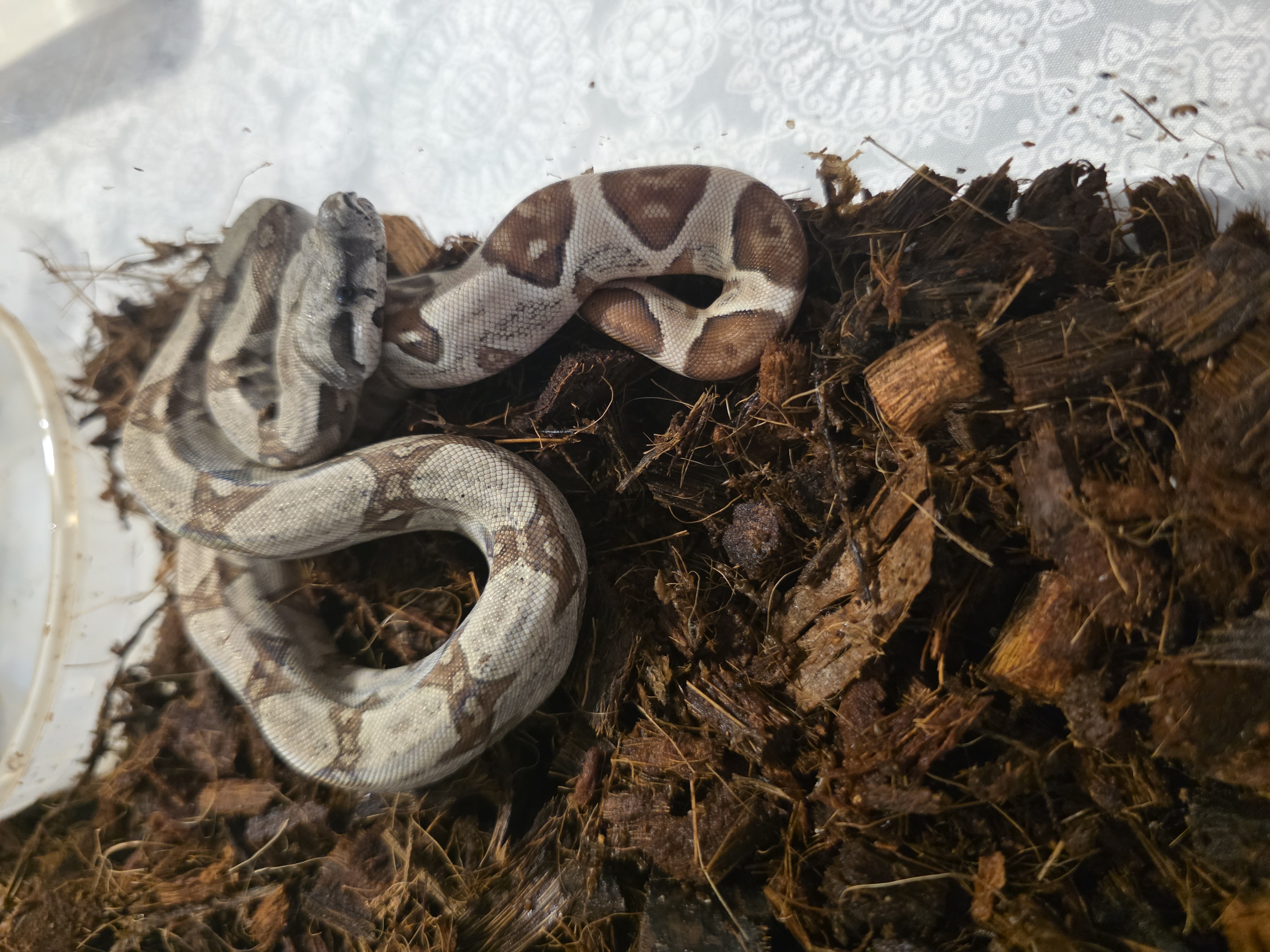 animal image