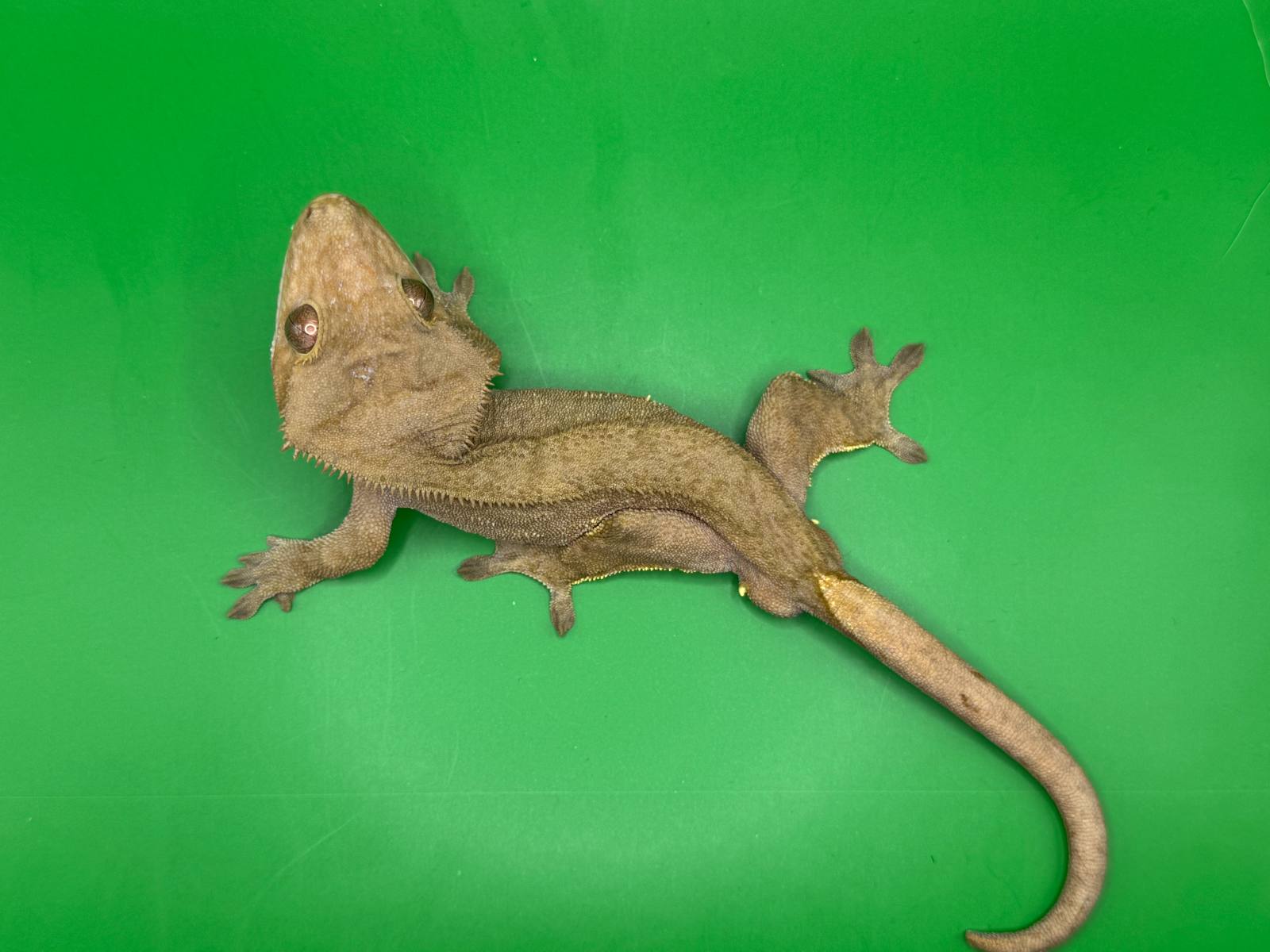animal image
