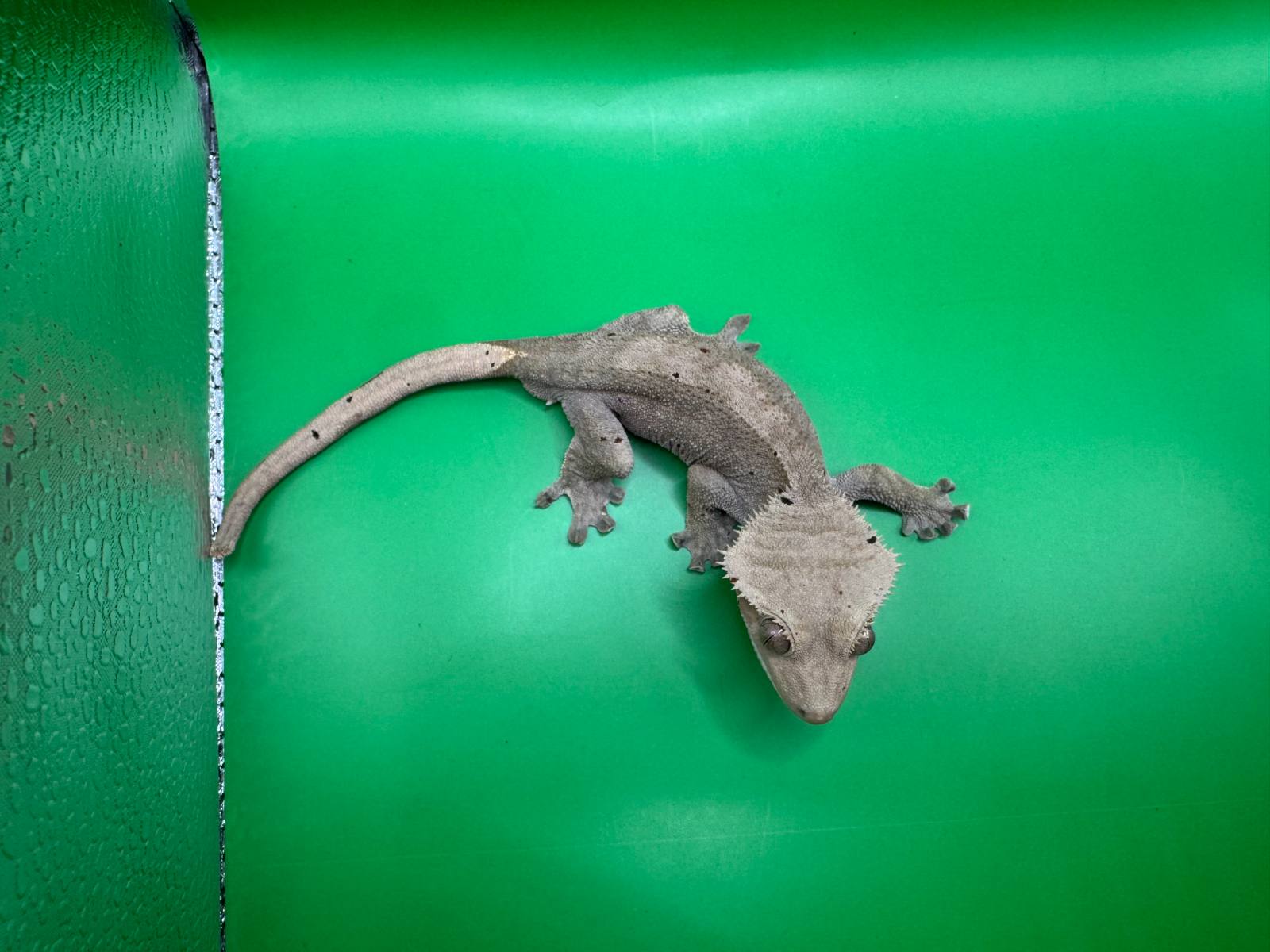 animal image