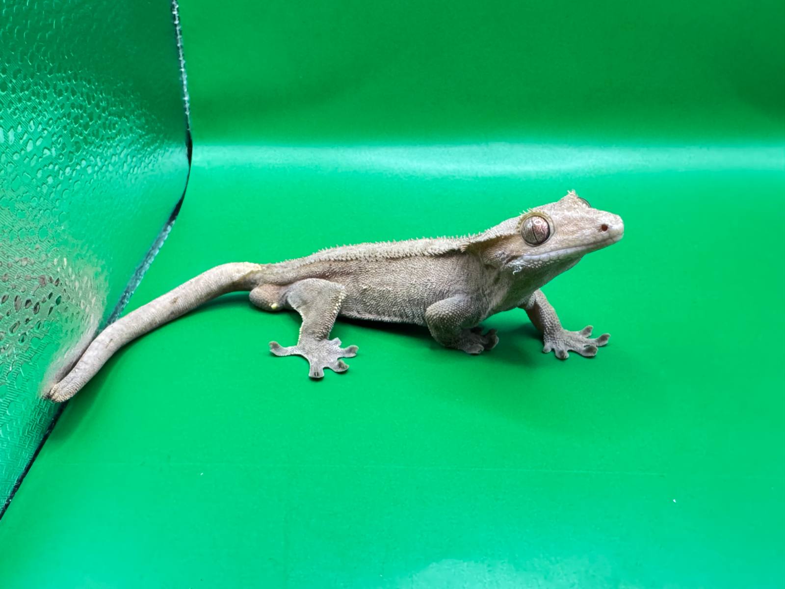 animal image