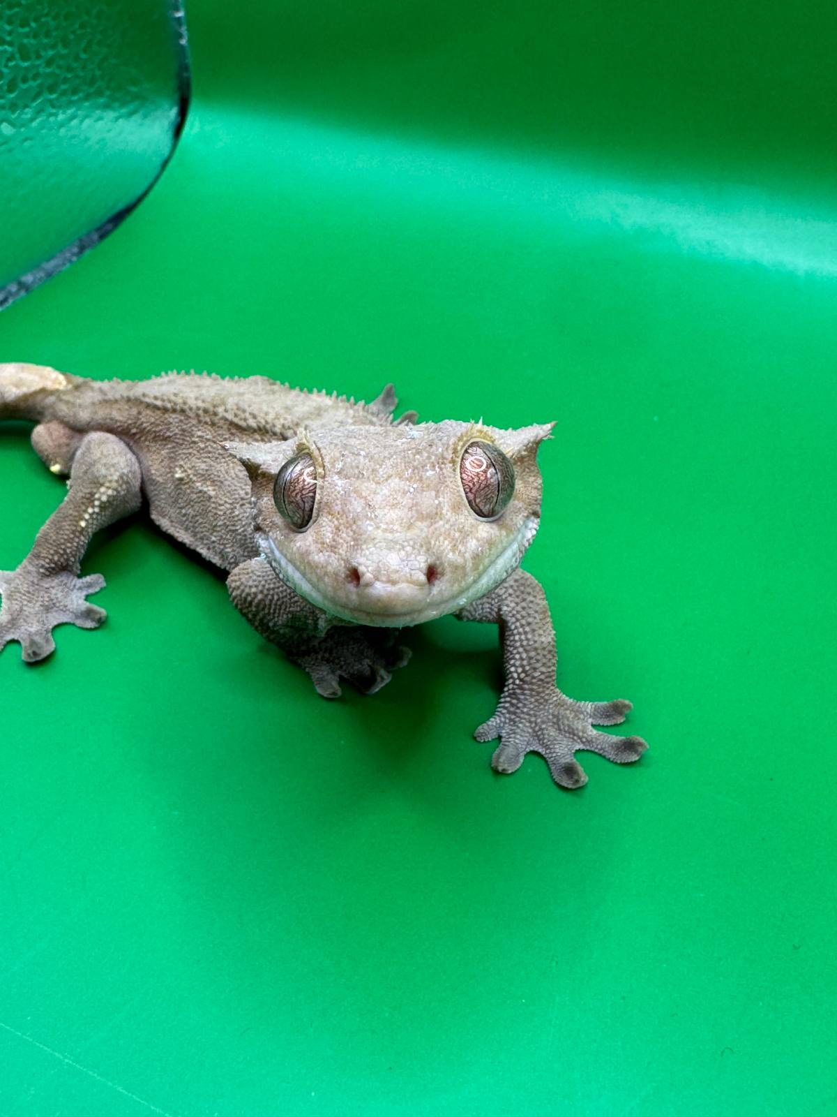animal image