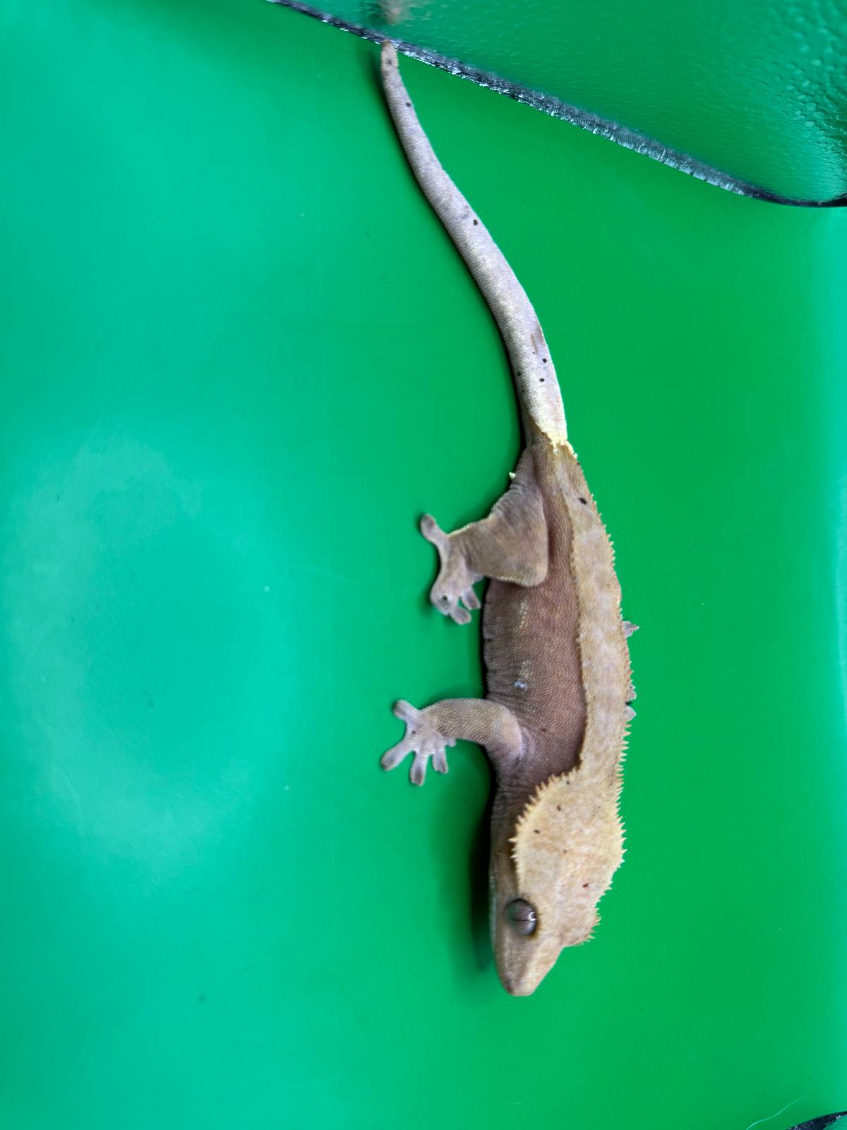 animal image