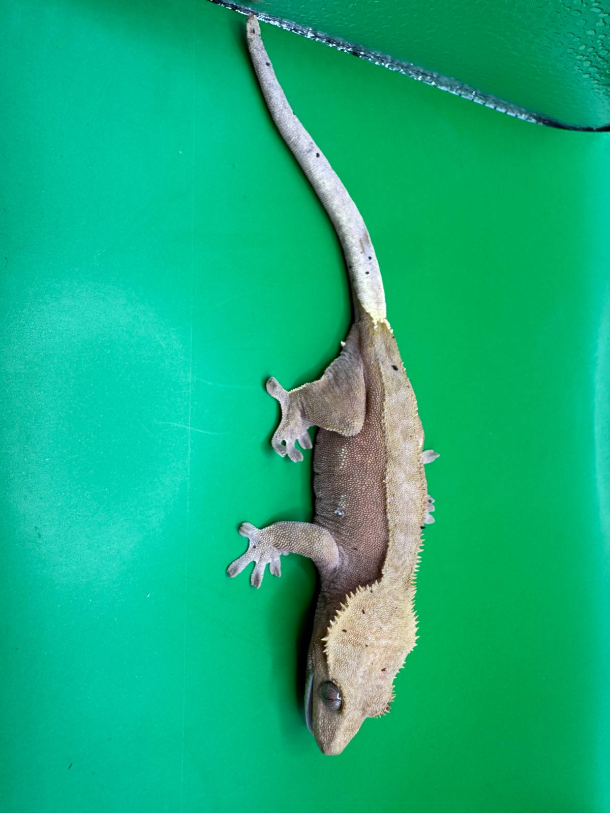 animal image