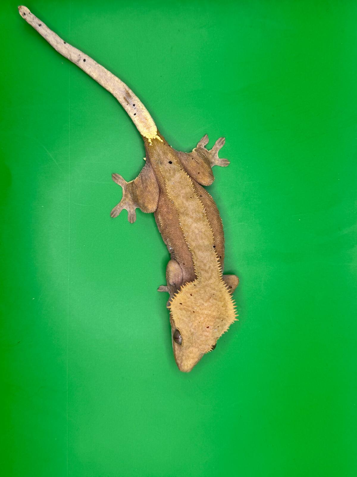 animal image