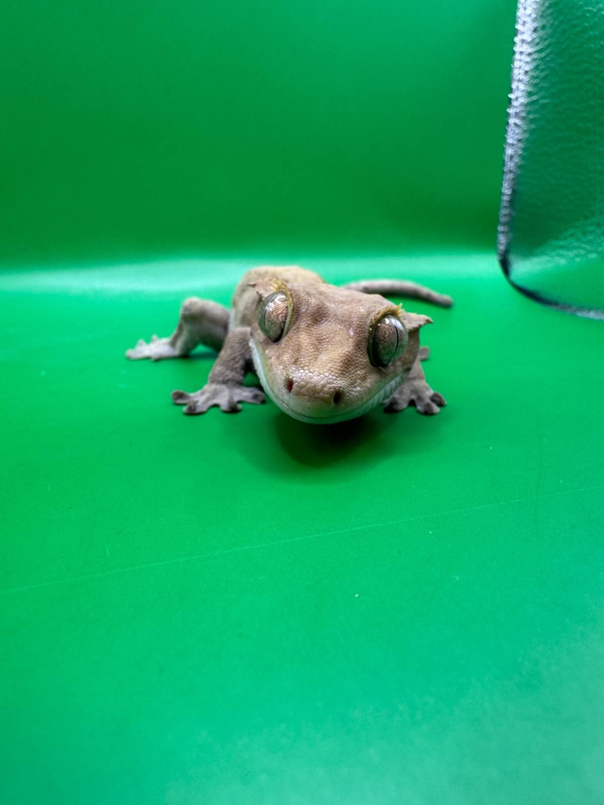 animal image