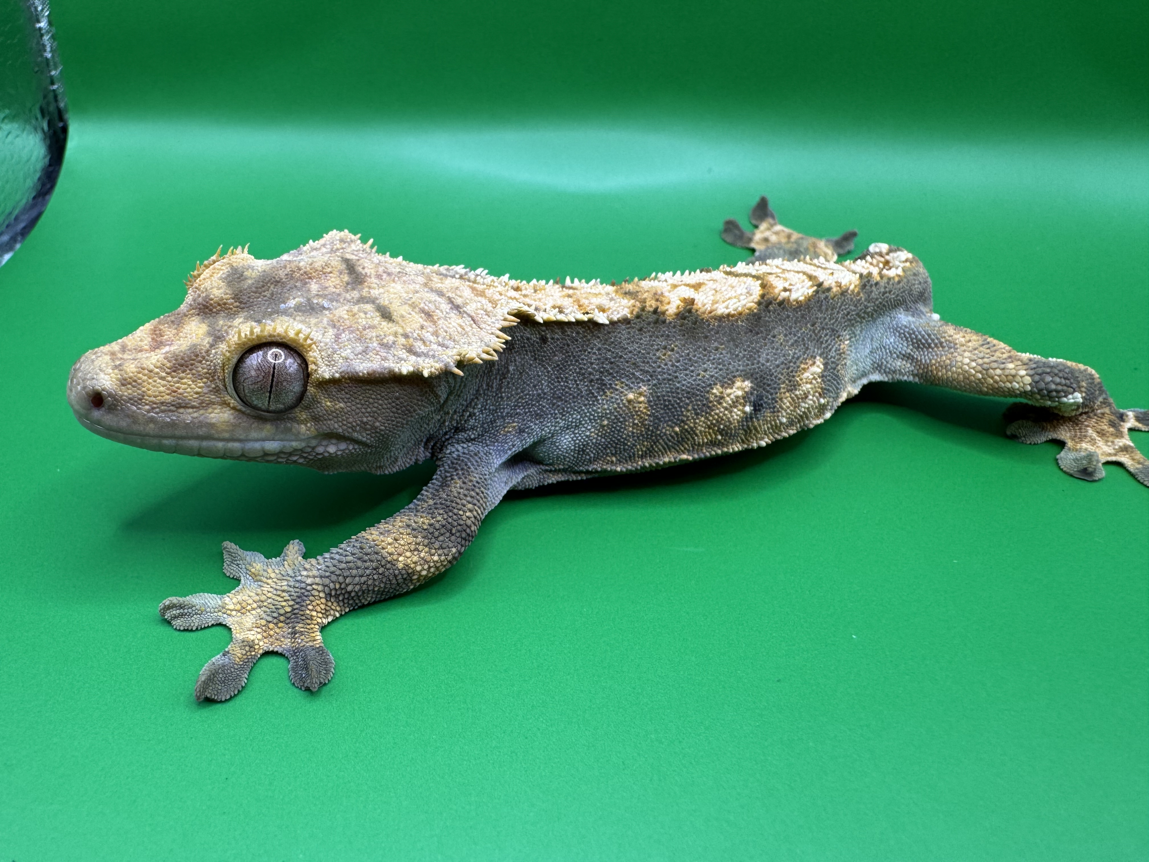 animal image