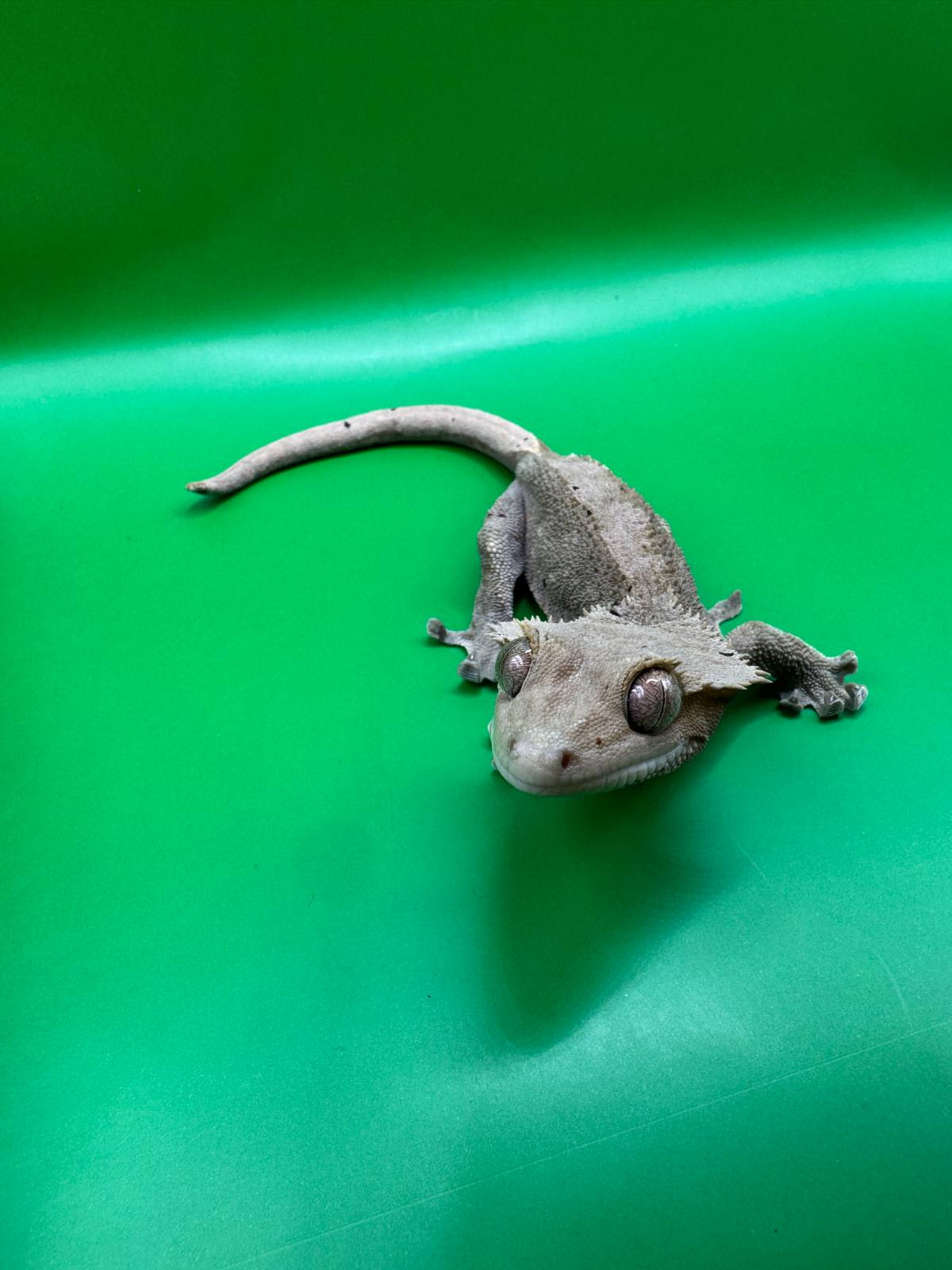 animal image