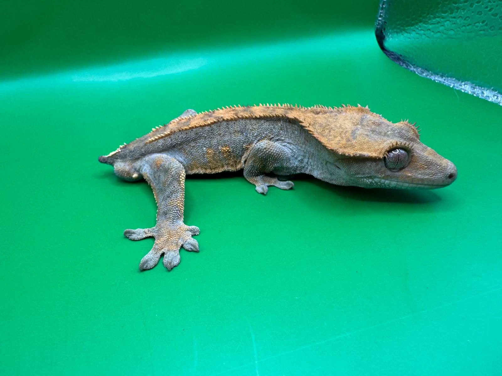 animal image
