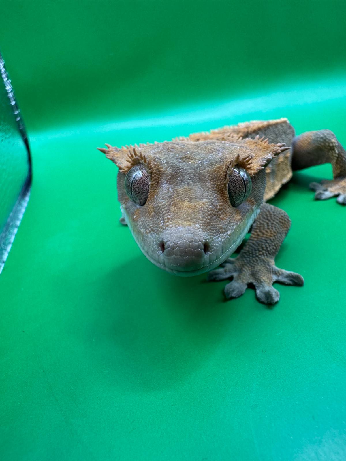 animal image