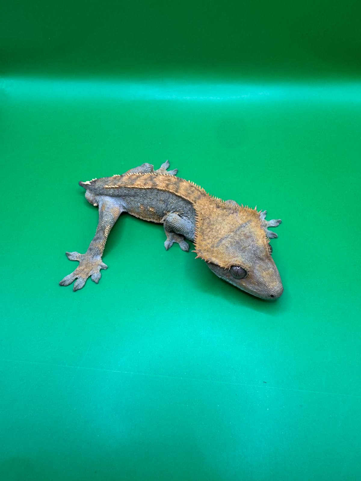 animal image