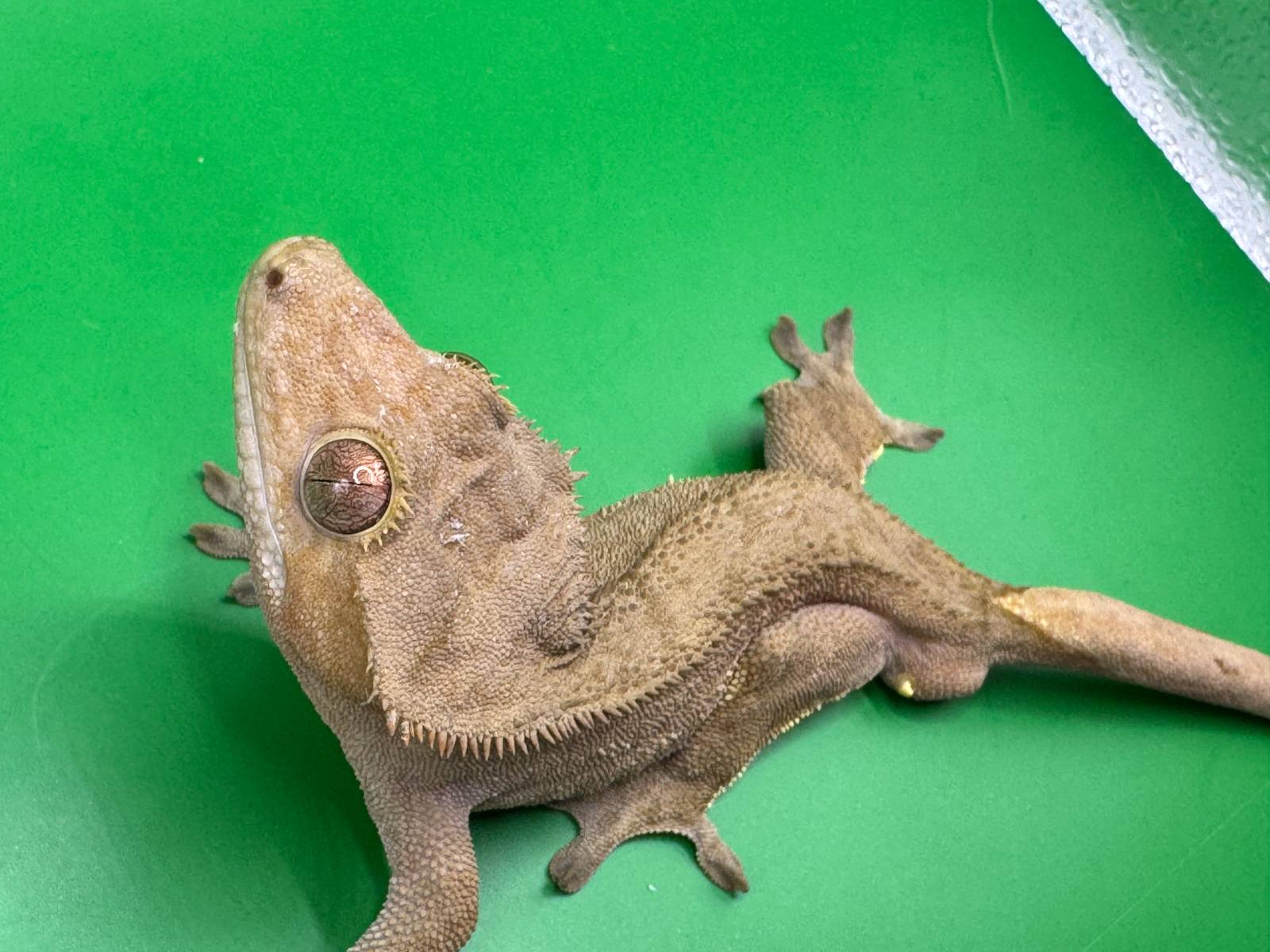 animal image