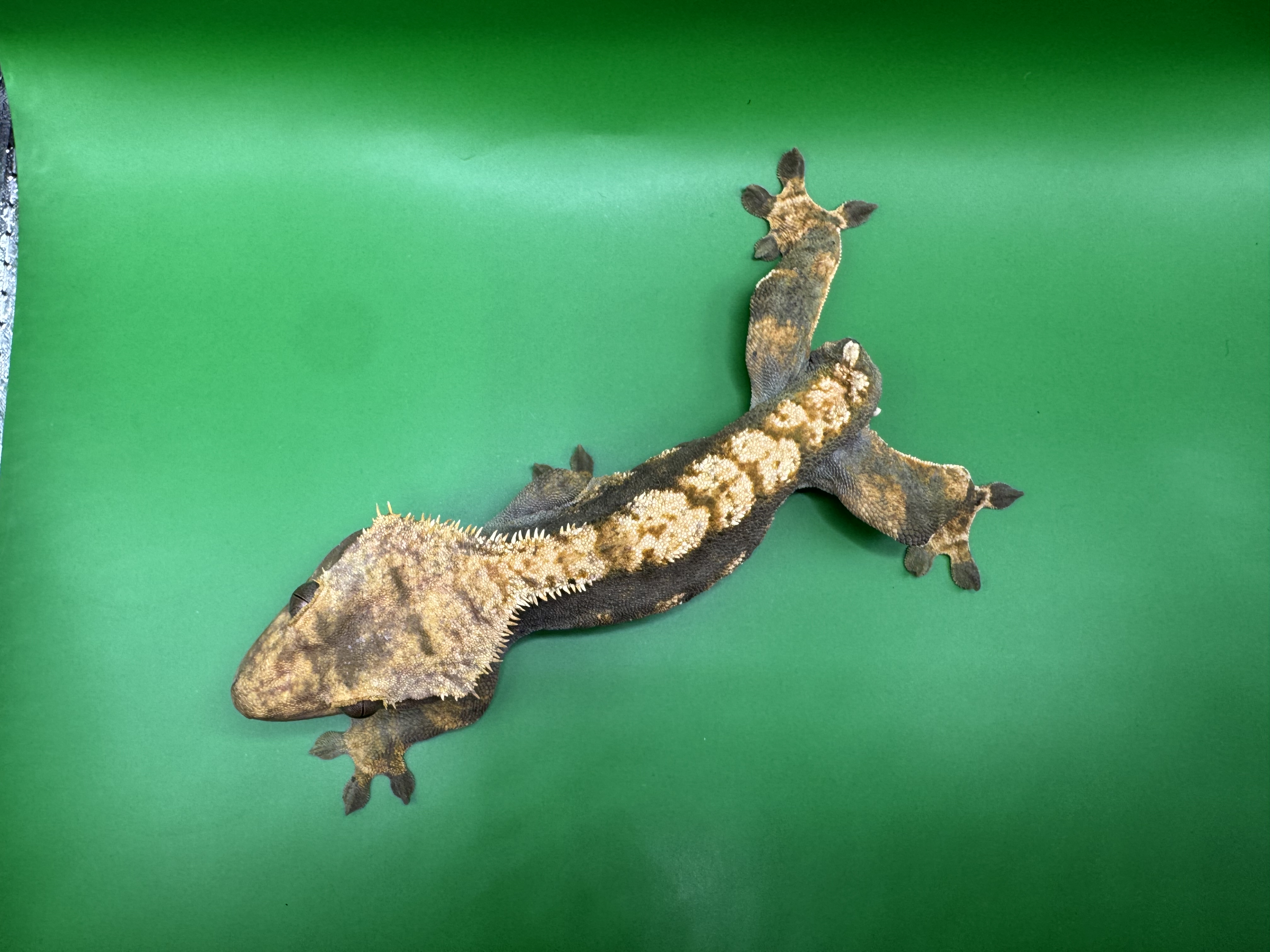 animal image