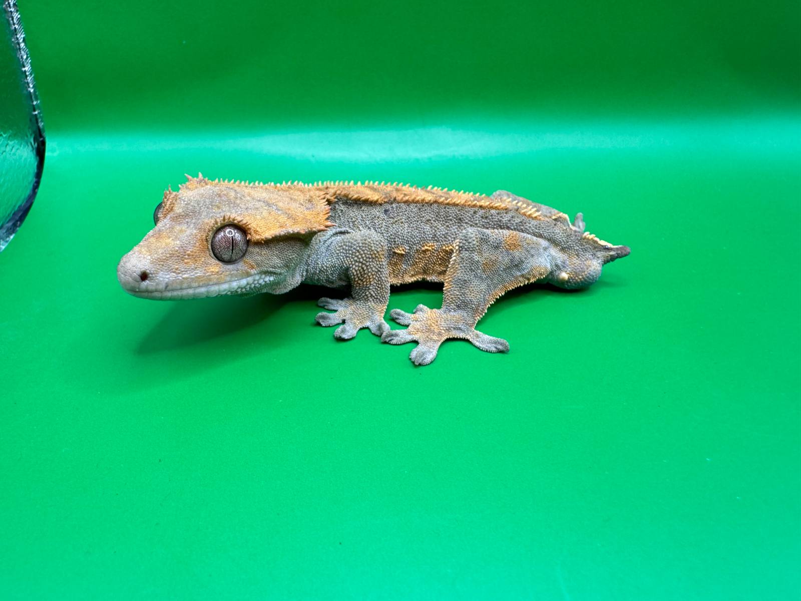 animal image