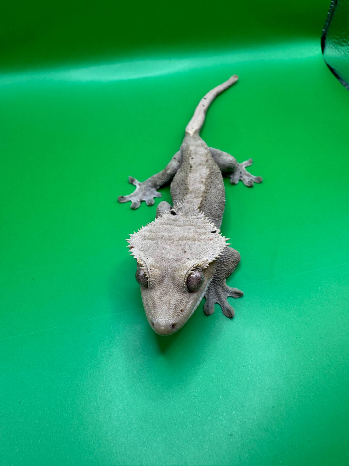 animal image