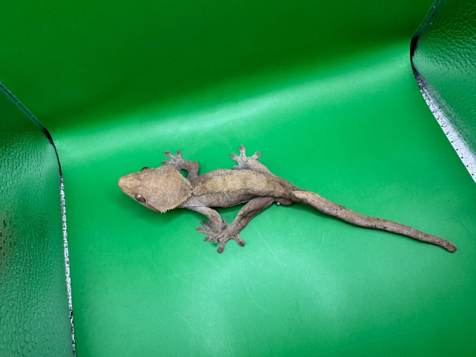animal image