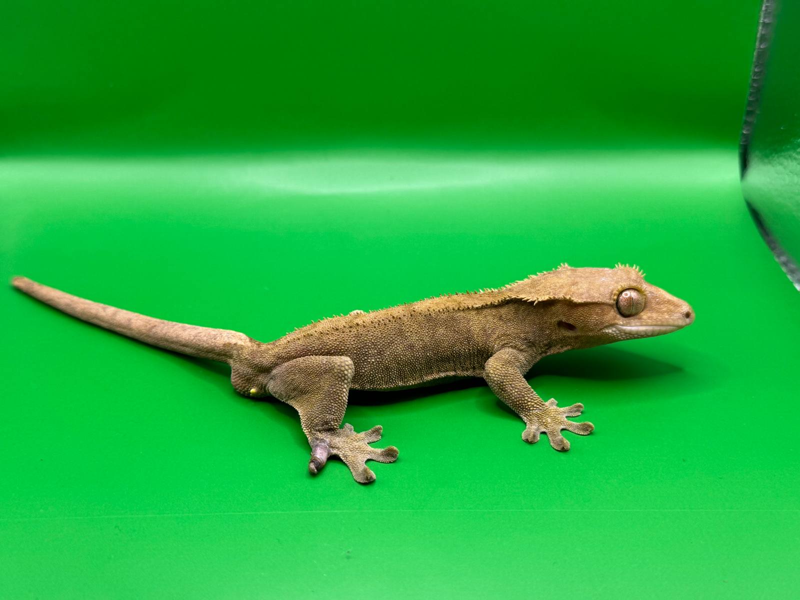 animal image