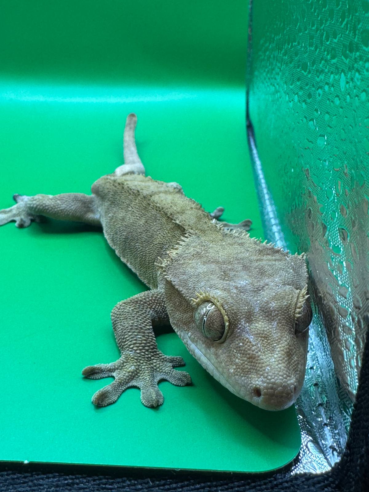 animal image