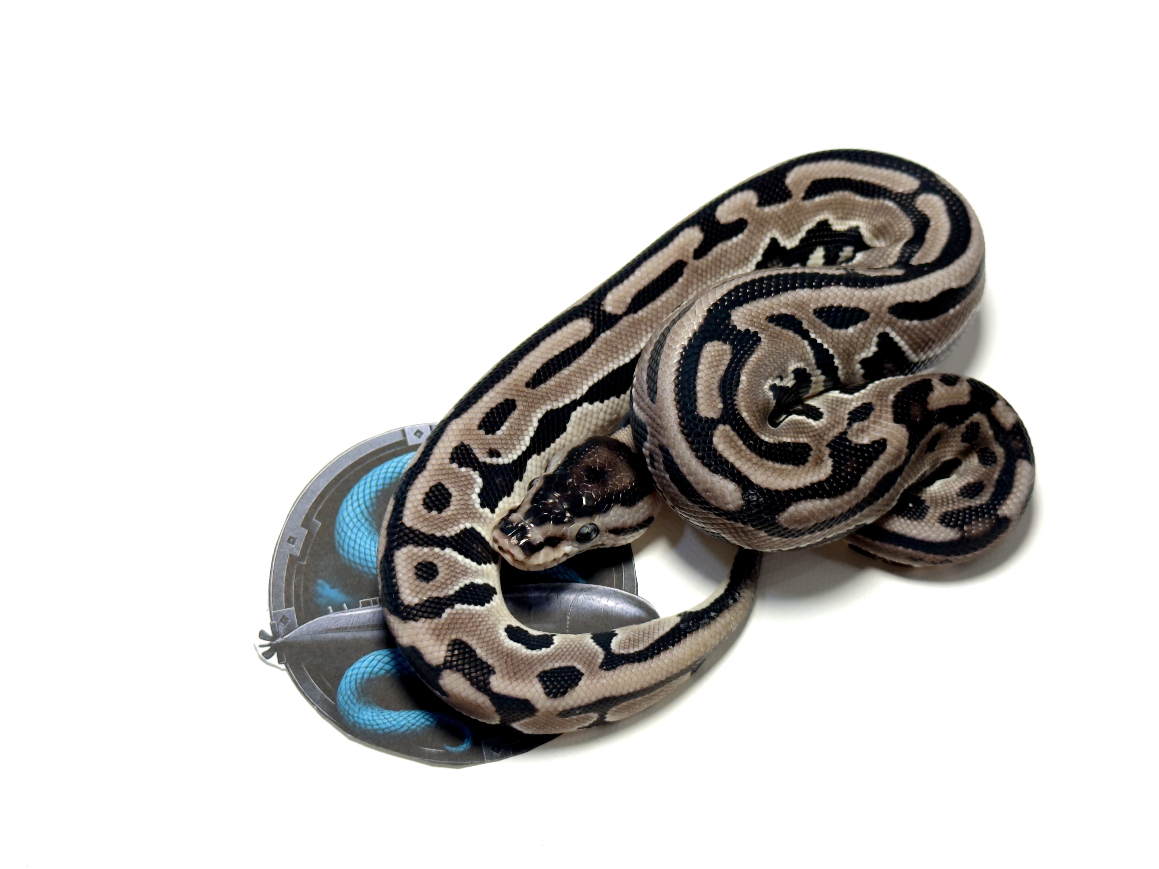 animal image