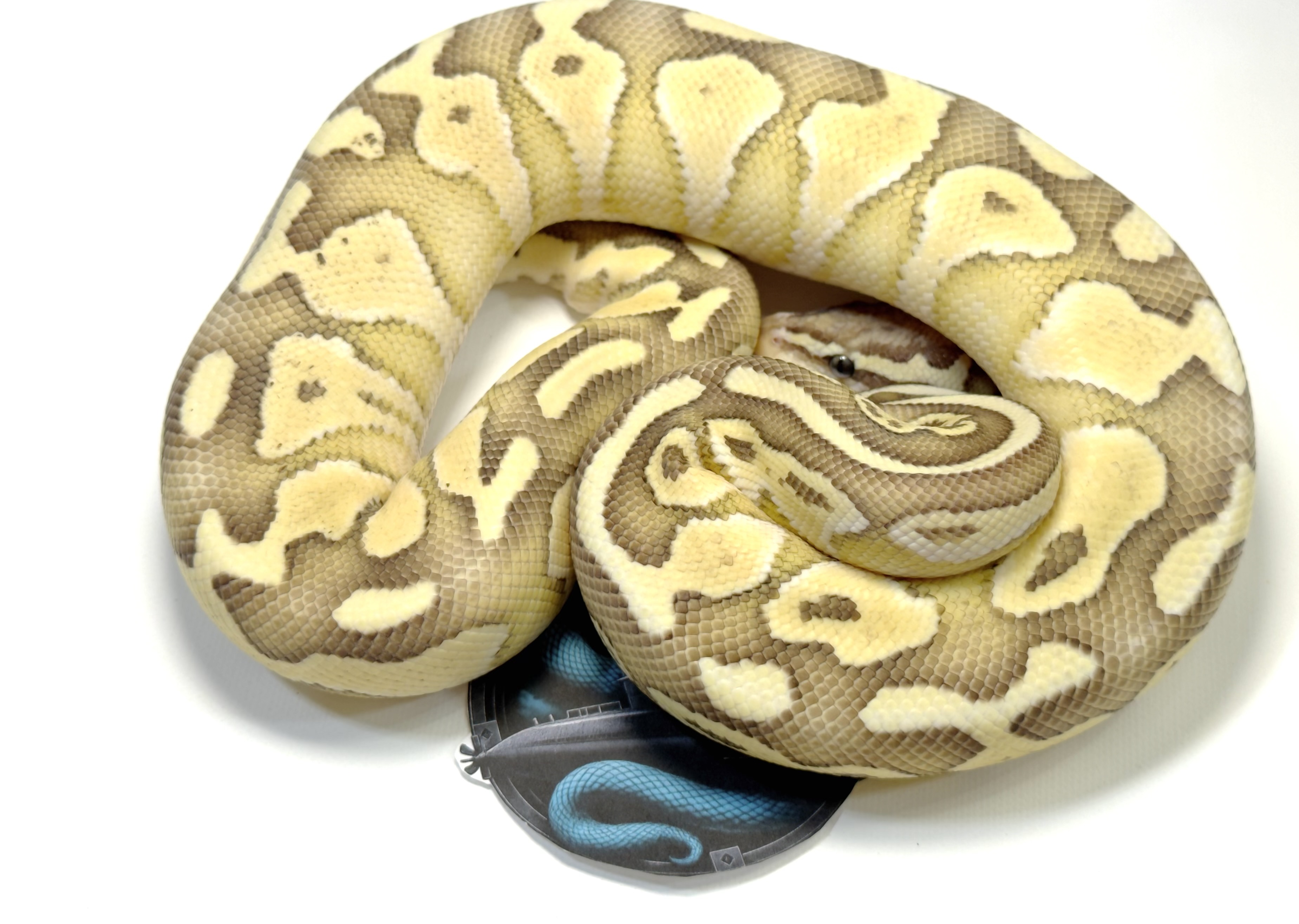 Pastel Butter th. Tsk Axanthic Hypo Puzzle