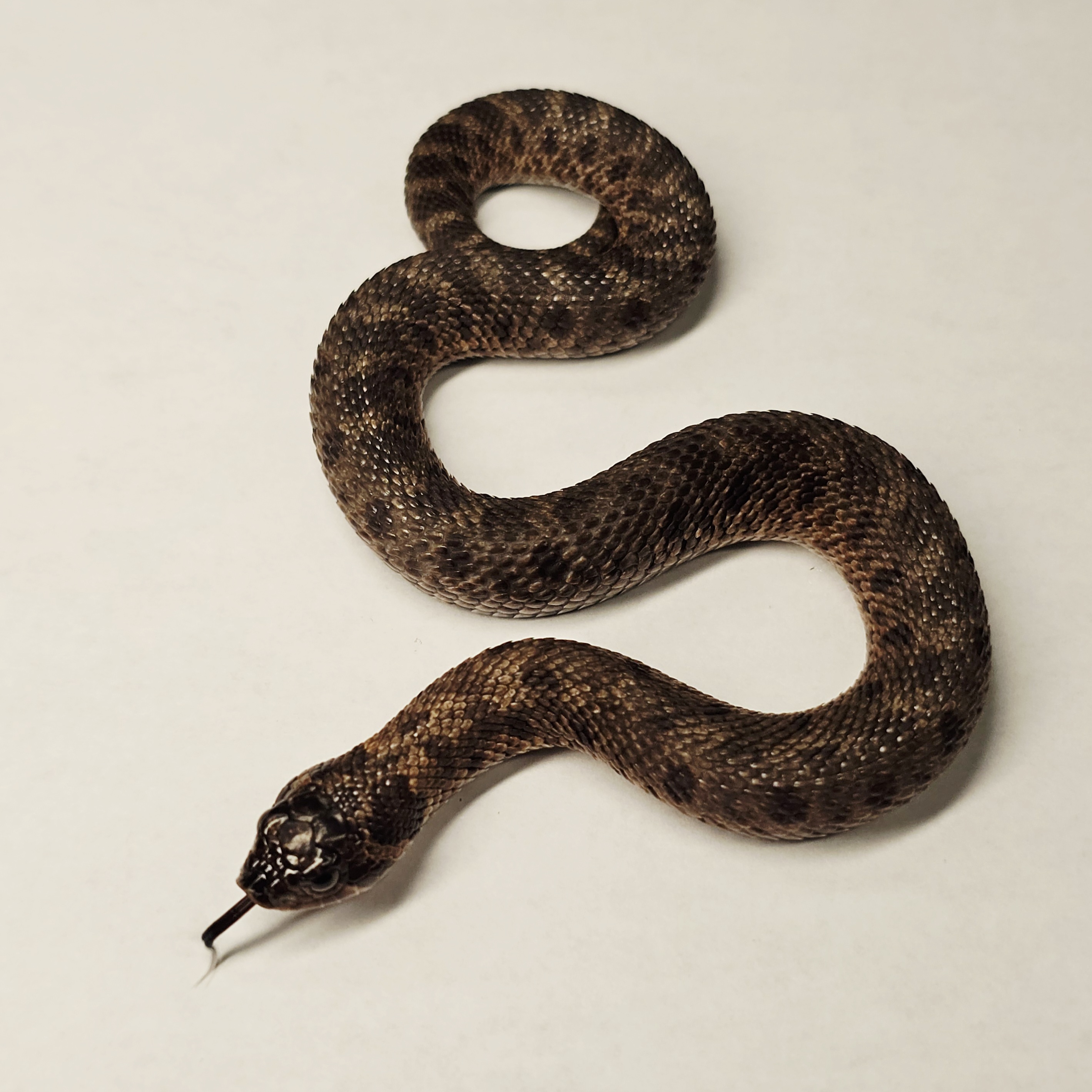 animal image