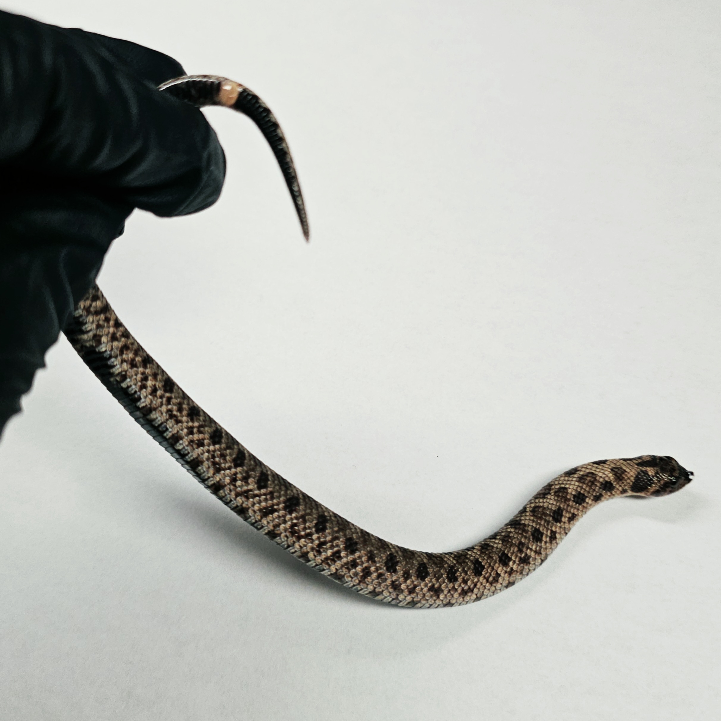 animal image