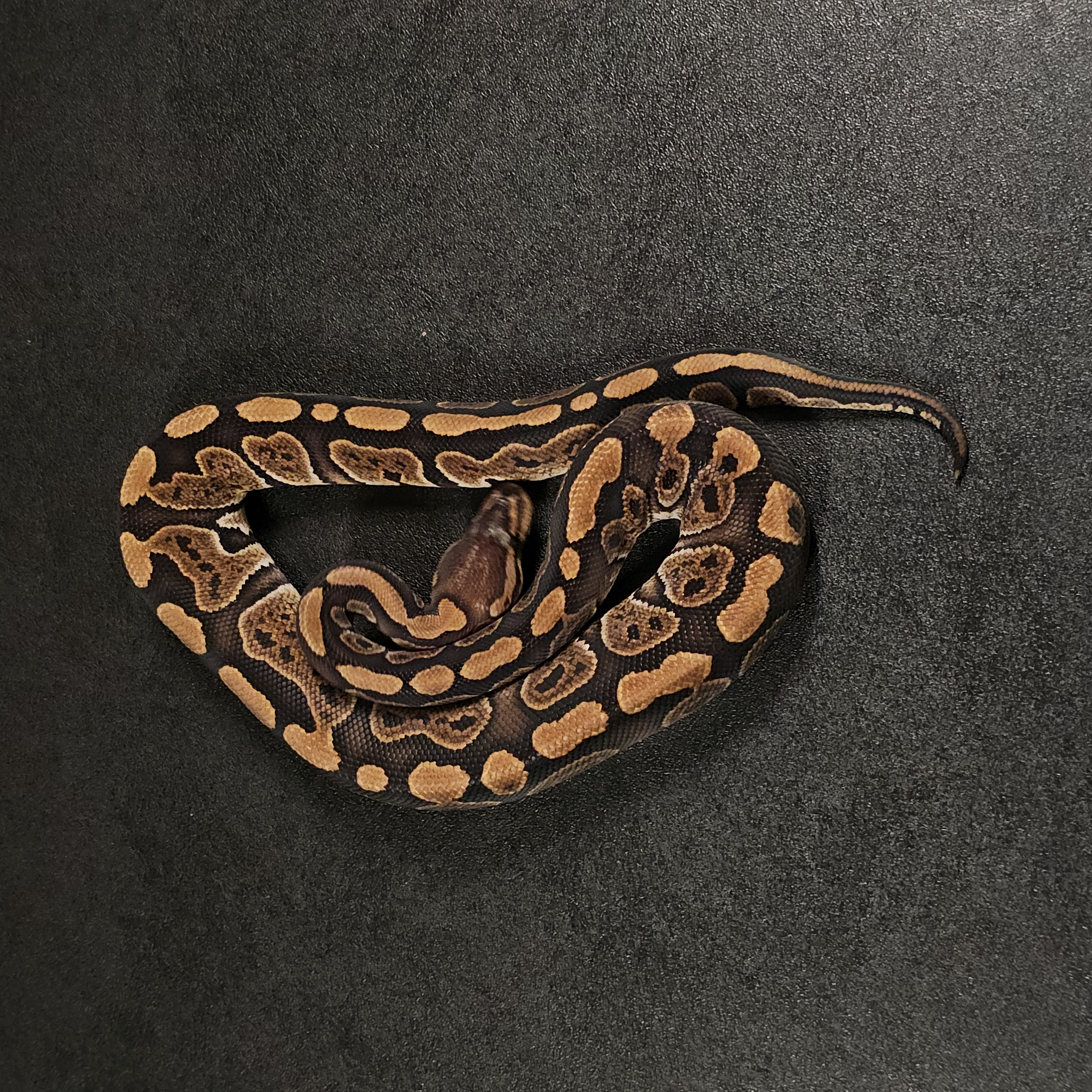 animal image