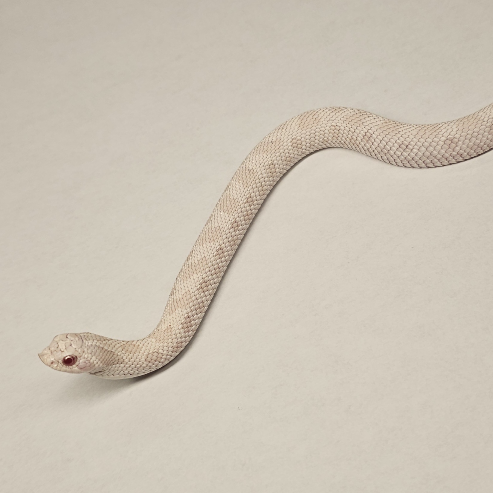 animal image