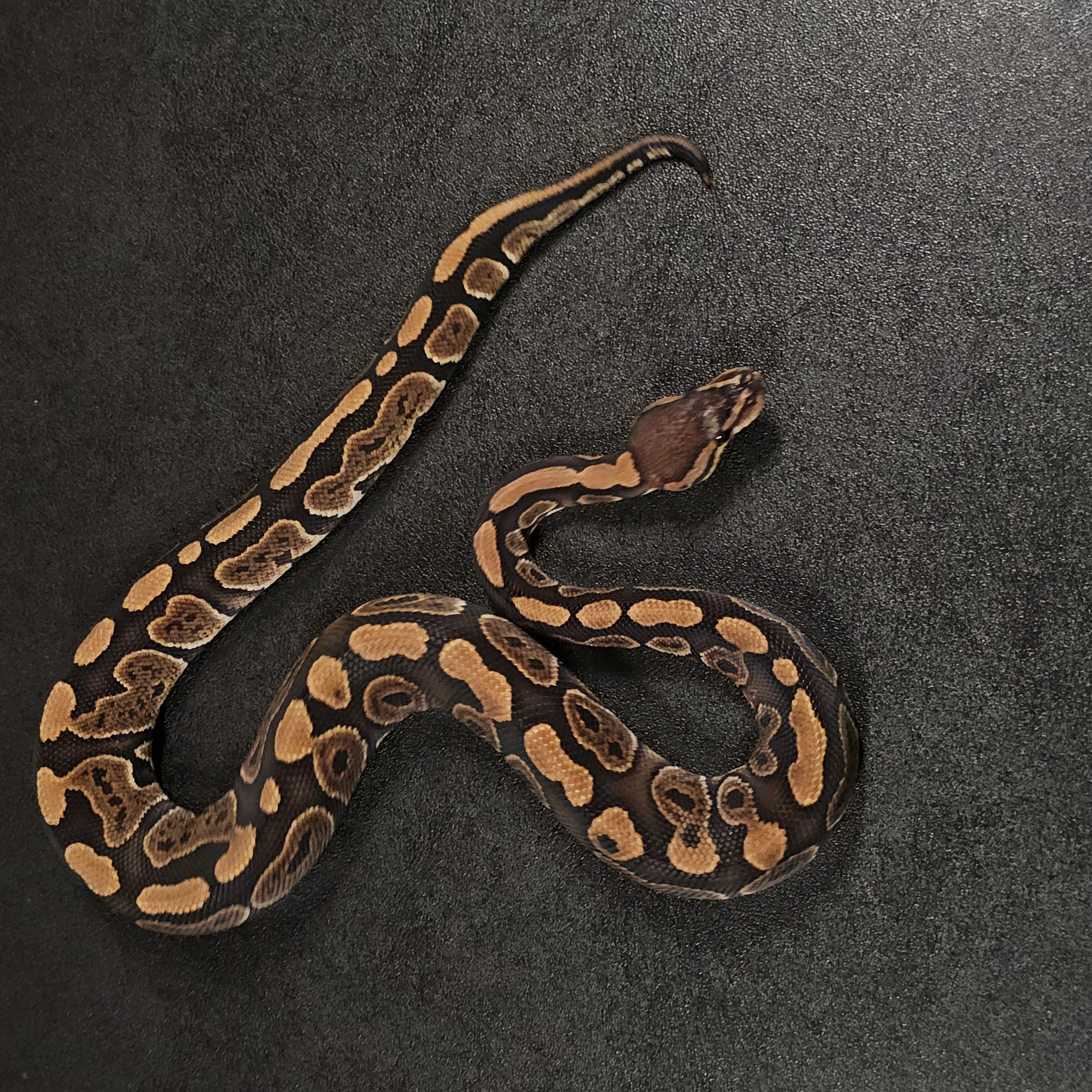 animal image