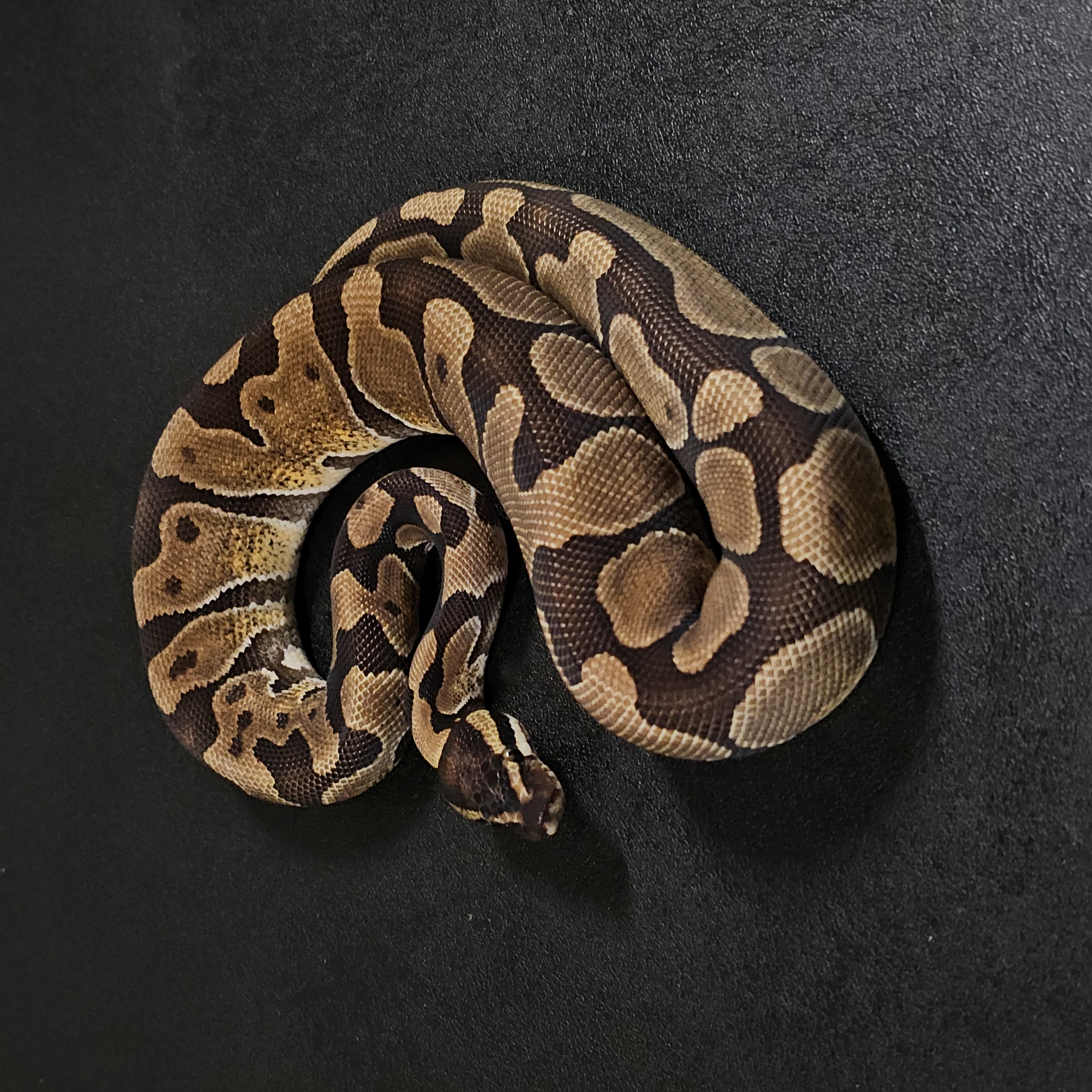 animal image