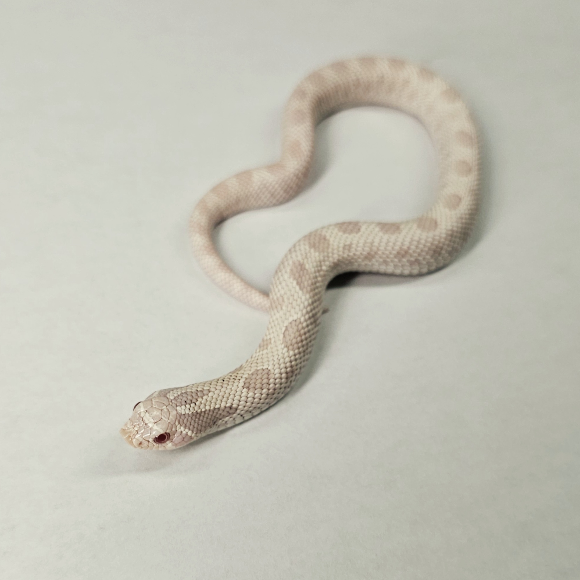 animal image
