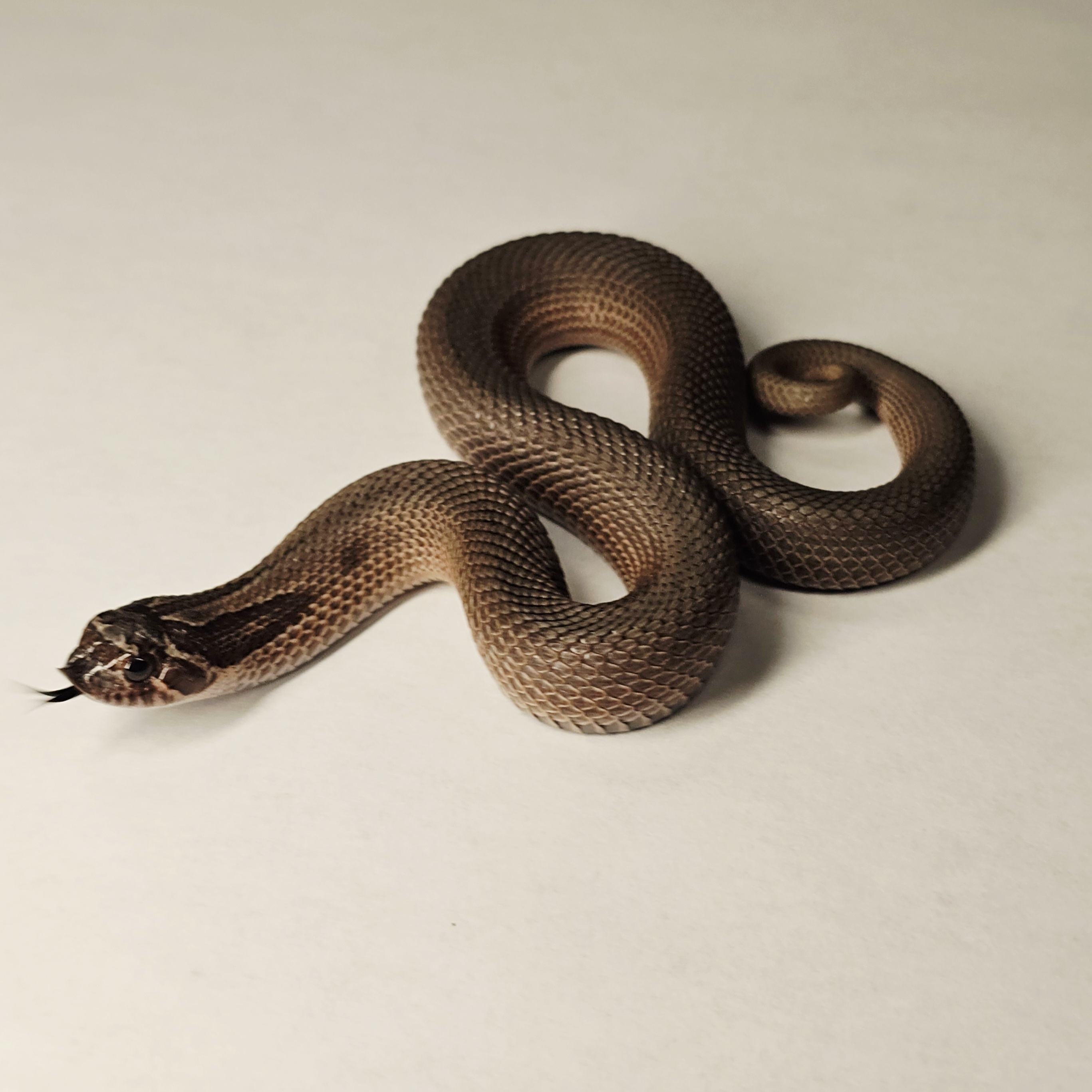 animal image